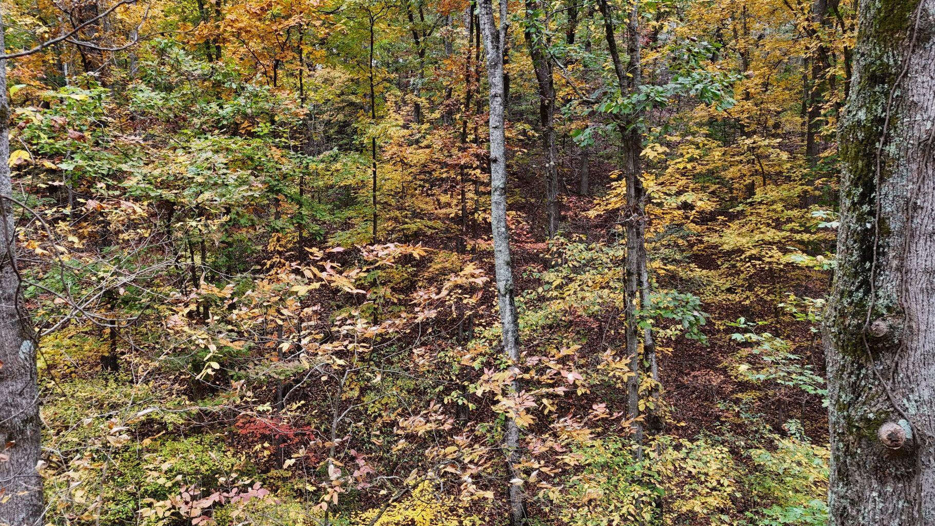 0 Lower River Road Northwest Georgetown, TN 37336 - Photo 5 of 13 20250708155327246757000000-o