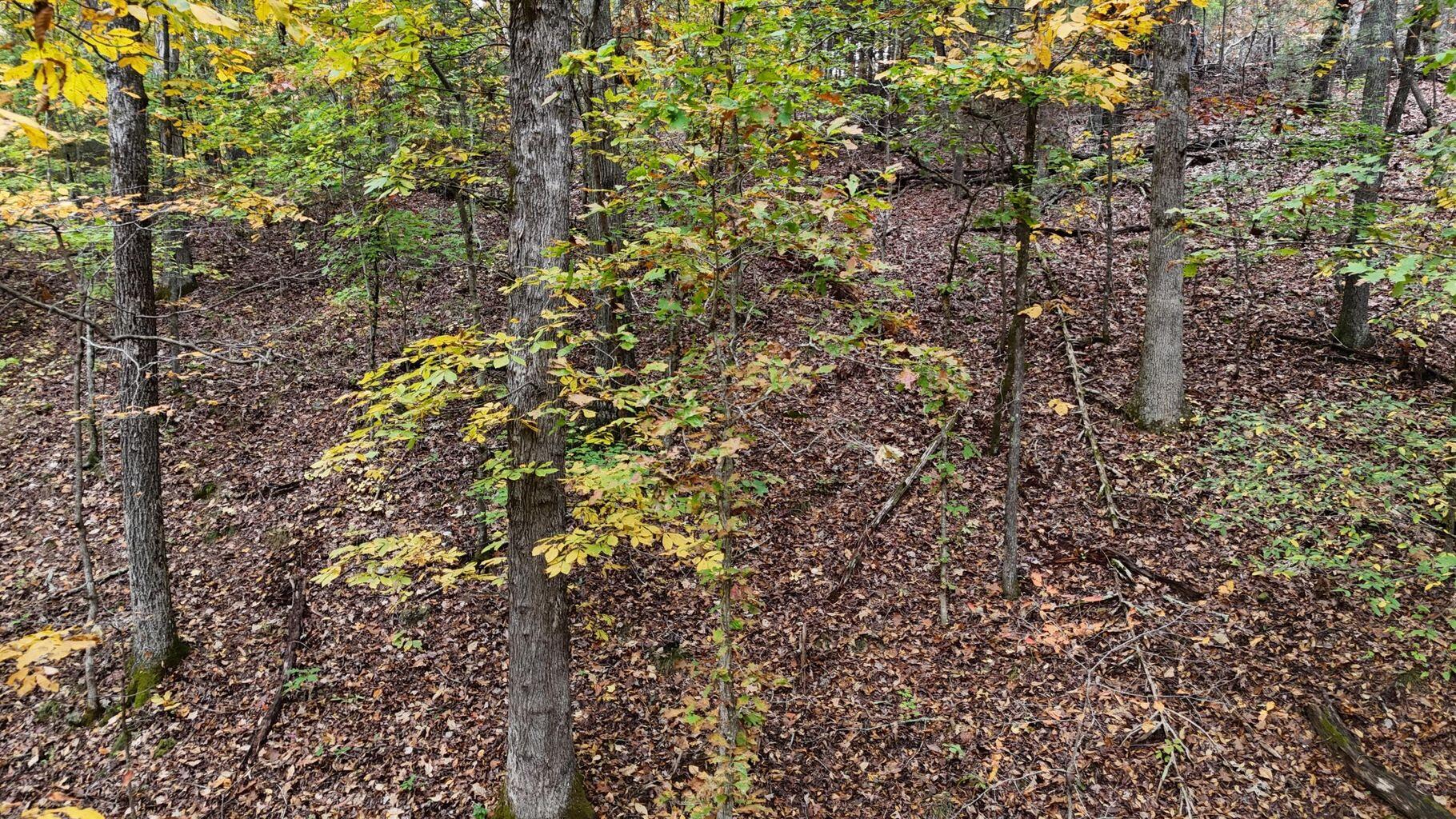 0 Lower River Road Northwest Georgetown, TN 37336 - Photo 6 of 13 20250708155327324128000000-o