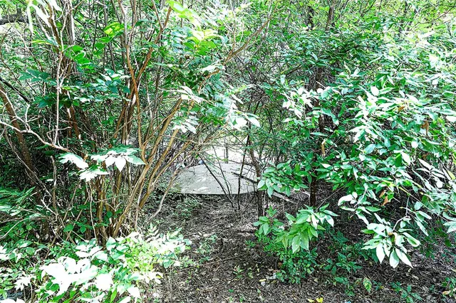 a view of a small house with potted plants and large tree