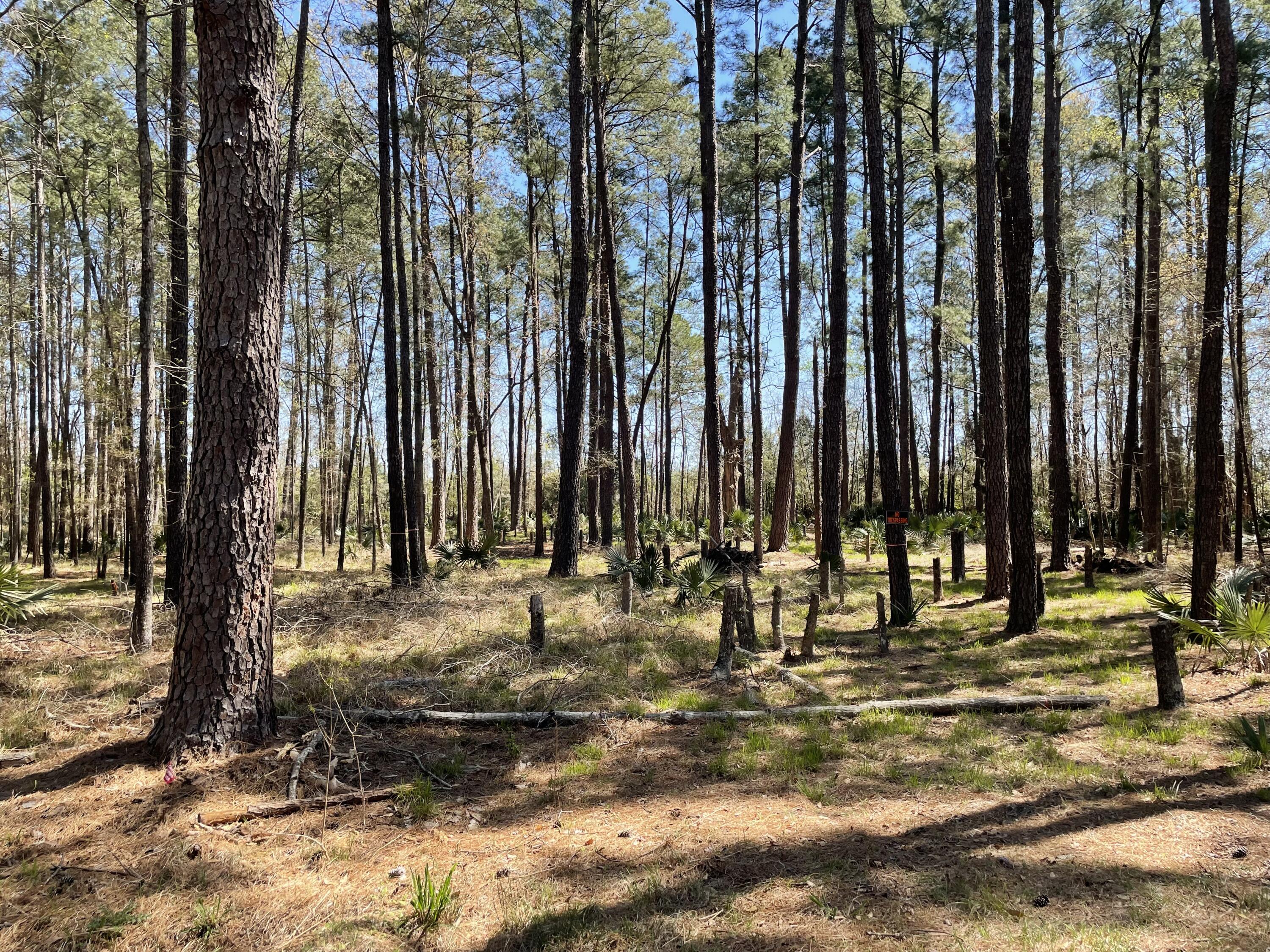 0 Back Field Road Walterboro, SC 29488 - Photo 2 of 3 IMG_1414
