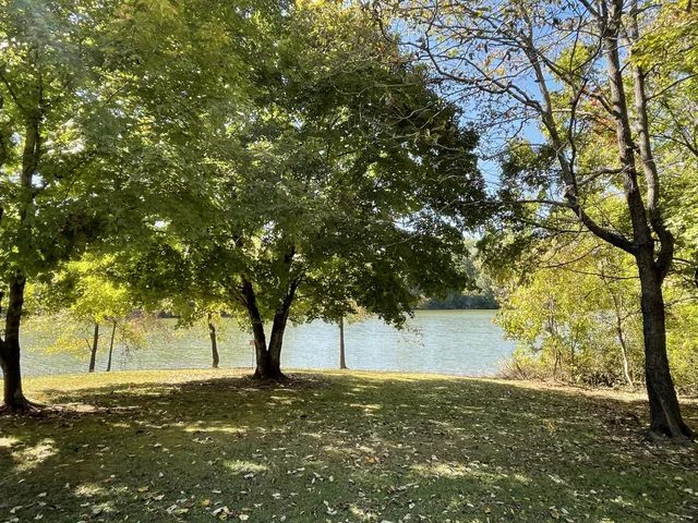 a view of a yard with large trees