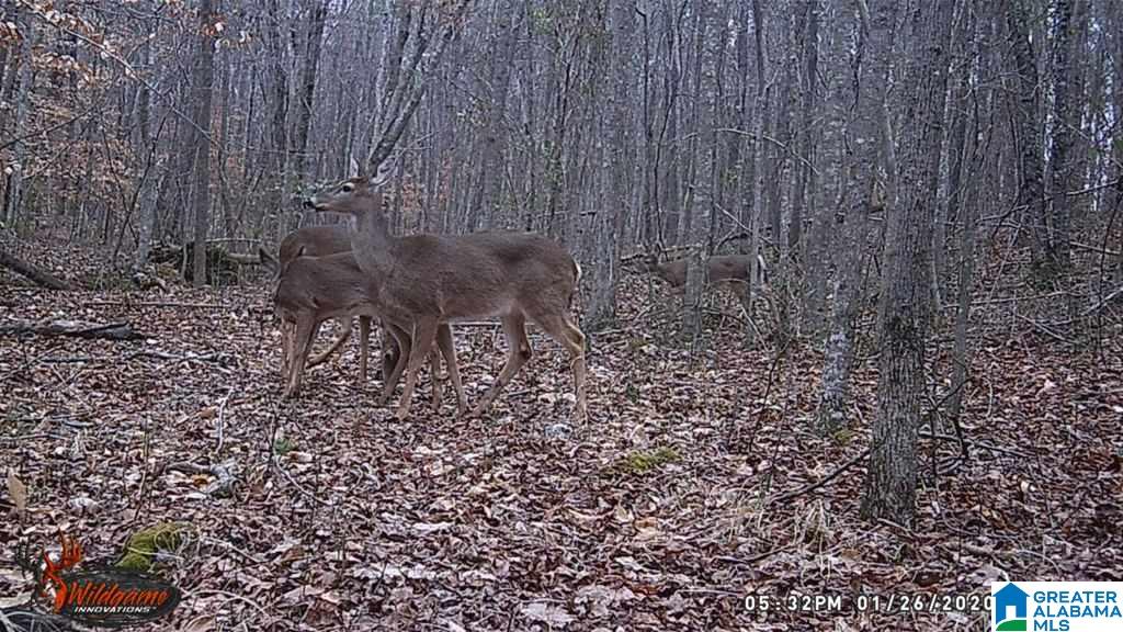 615 Fox Trot Road Talladega, AL 35160 - Photo 26 of 31