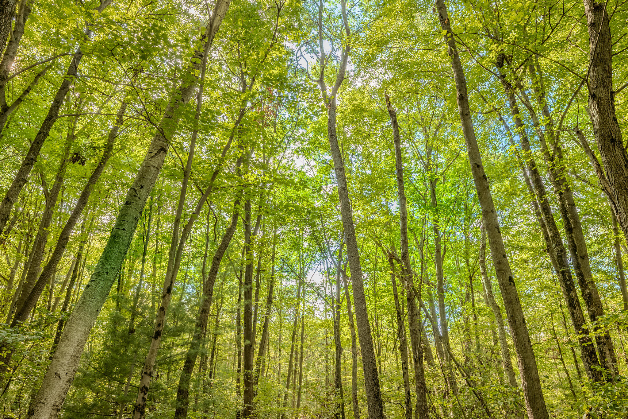 11502 Hall Road Ravenna, MI 49451 - Photo 28 of 32 048A7004-HDR