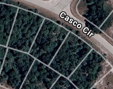 a close up of a plant