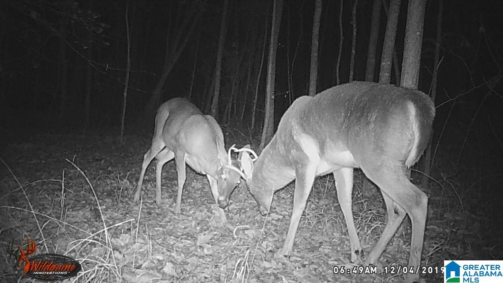 615 Fox Trot Road Talladega, AL 35160 - Photo 24 of 31