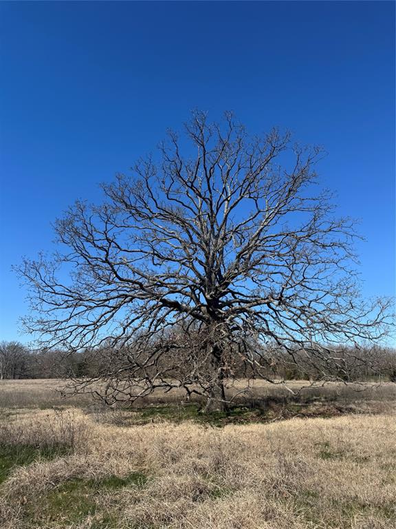 Lot 7 Ranches At Quail Hollow Paris, TX 75462 - Photo 5 of 11 a view of a yard with a tree
