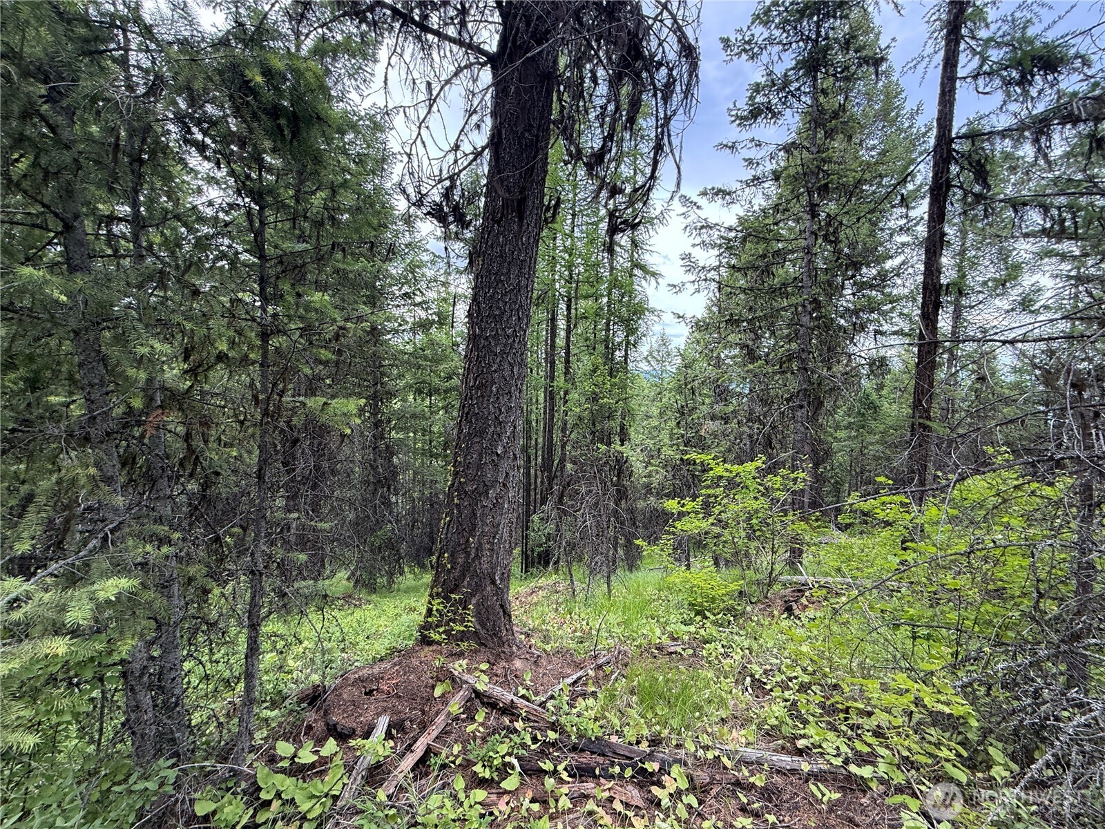 0 Mule Deer Road Republic, WA 99166 - Photo 3 of 20