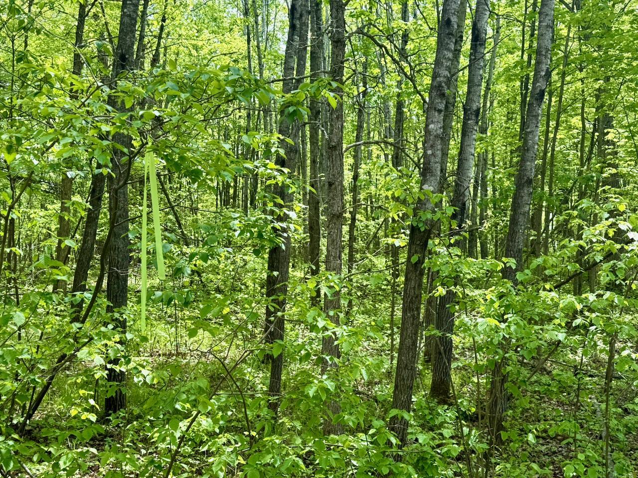 Xyz Dailey Lake Road Willow River, MN 55795 - Photo 10 of 12