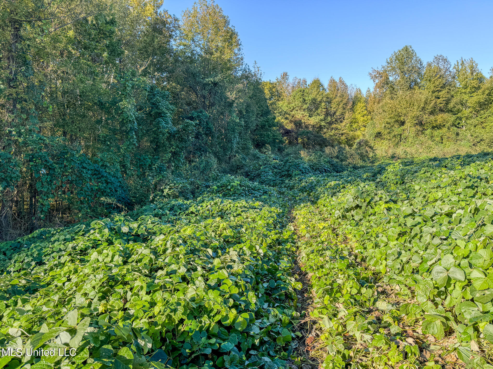 East Williams Road Hernando, MS 38632 - Photo 17 of 28 DeSoto 36 -40