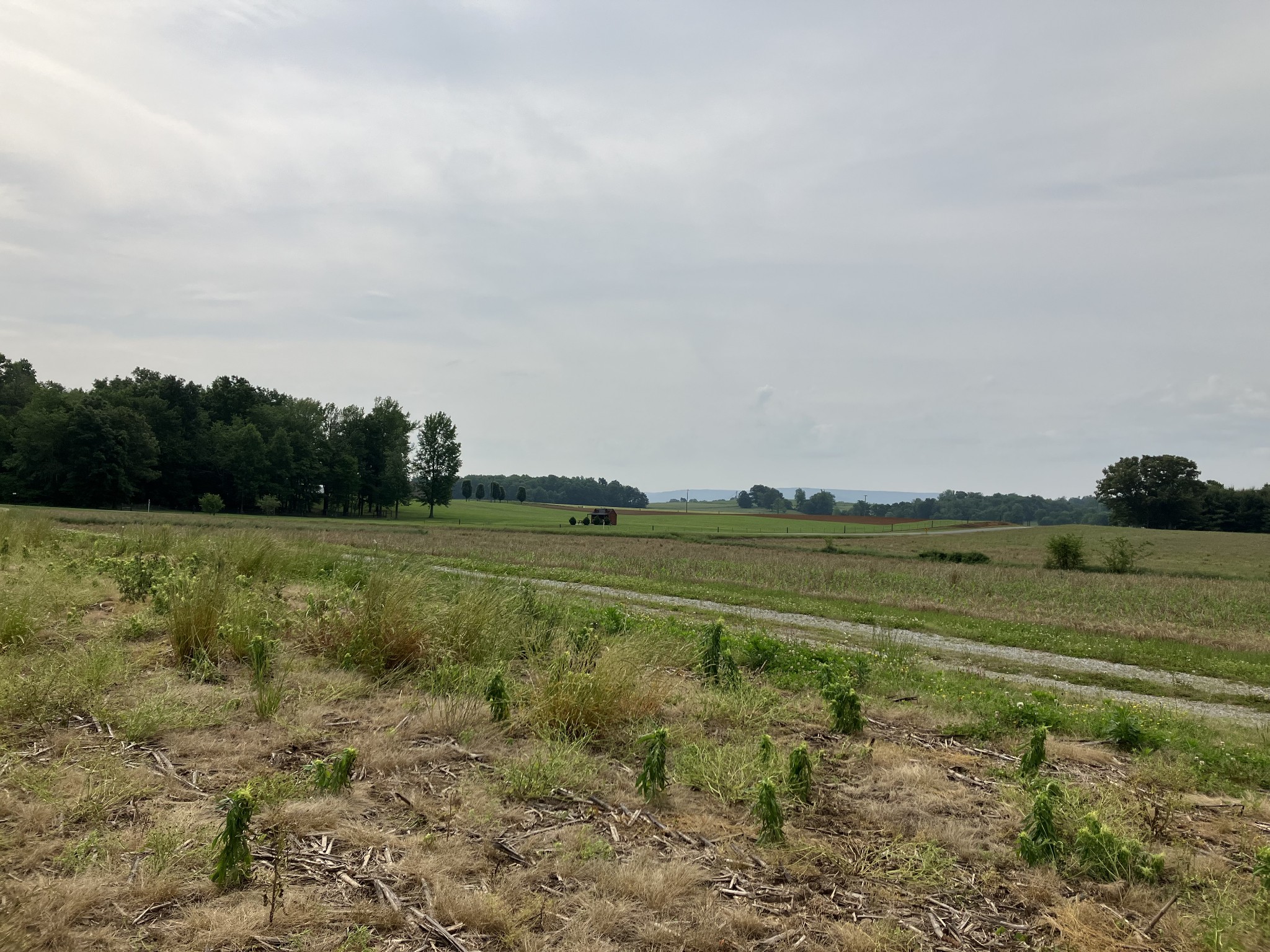 3178 Fountain Grove Road Morrison, TN 37357 - Photo 5 of 18 a view of an outdoor space and a yard