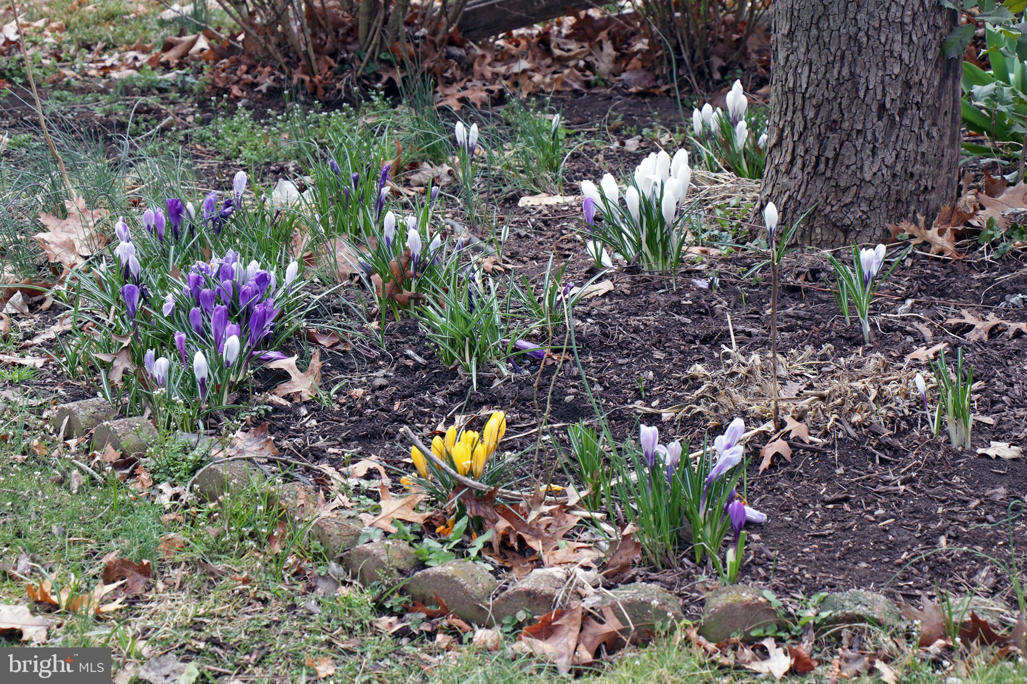 606 Pleasure Road Lancaster, PA 17601 - Photo 38 of 42 Flowers blooming in front and rear