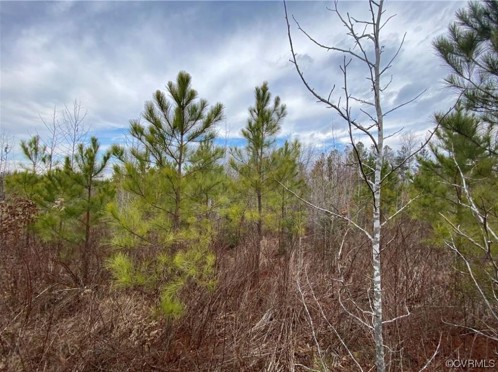 0 Olivet Church Road New Kent, VA 23124 - Photo 7 of 9 Gallery Image 7