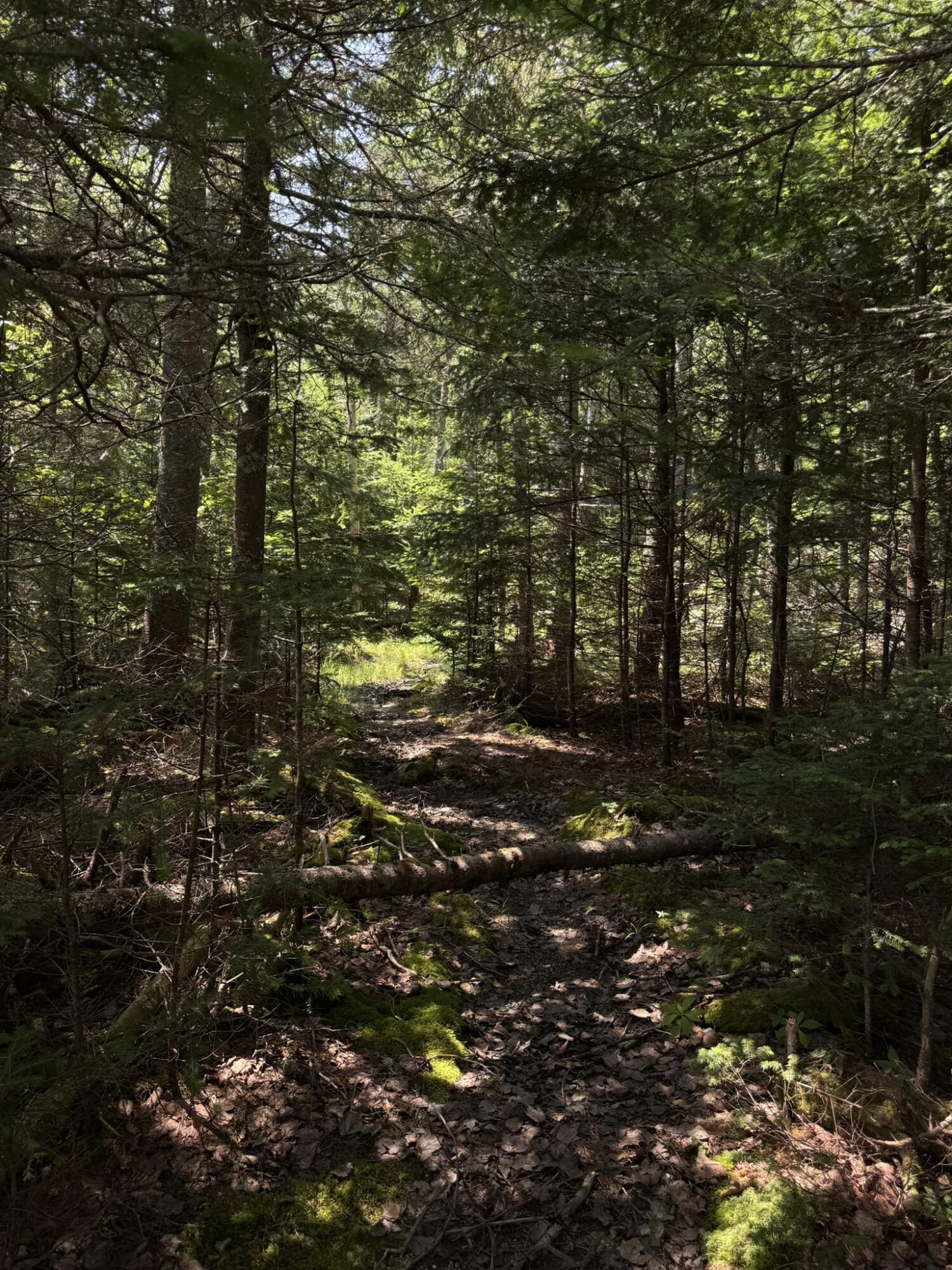 M7-l 5 6 Pineo Point Road Harrington, ME 04643 - Photo 31 of 45 IMG_5347