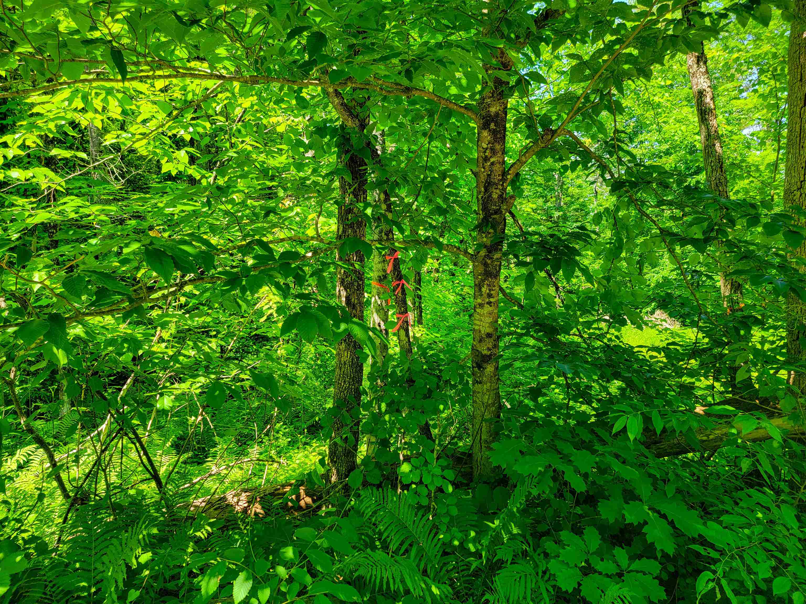 84 Hemp Hill Road Bristol, NH 03222 - Photo 22 of 40