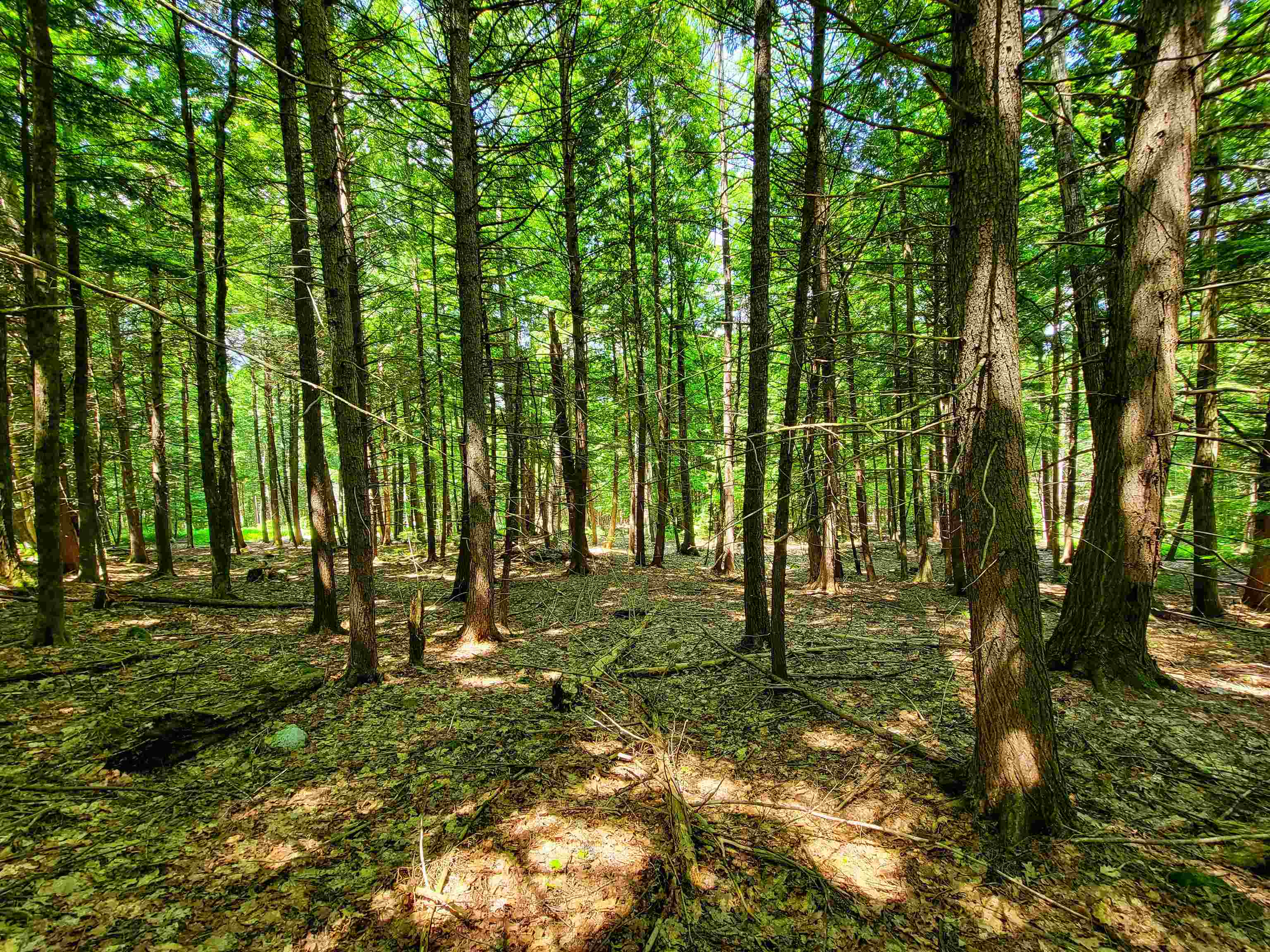 84 Hemp Hill Road Bristol, NH 03222 - Photo 8 of 40
