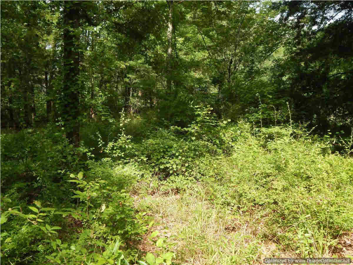 0 Henry Road Crystal Springs, MS 39059 - Photo 4 of 4 Photo 4