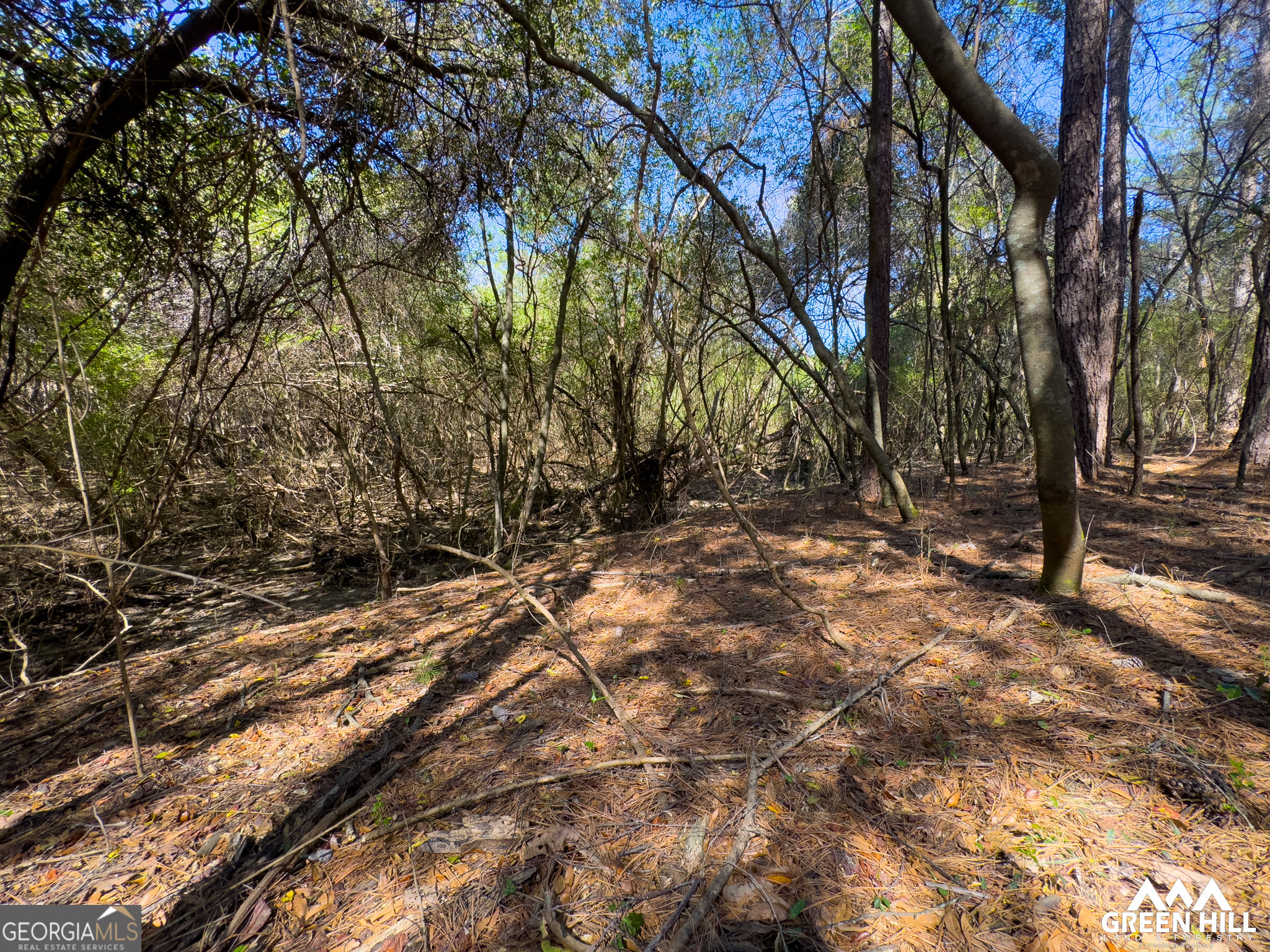 0 Americus Highway Rupert, GA 31081 - Photo 15 of 40 a backyard of a house with lots of green space