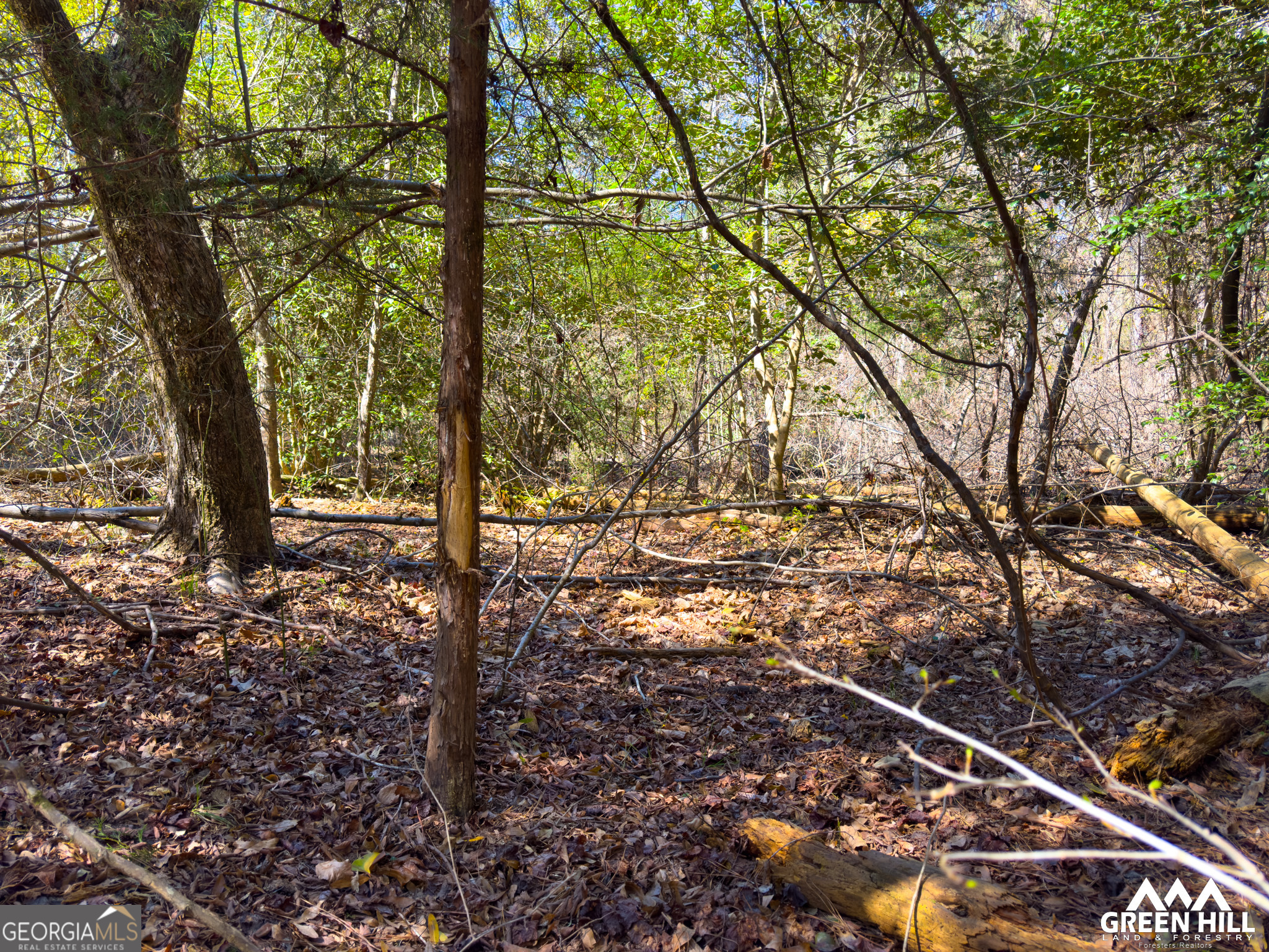 0 Americus Highway Rupert, GA 31081 - Photo 19 of 40 a view of outdoor space with street view