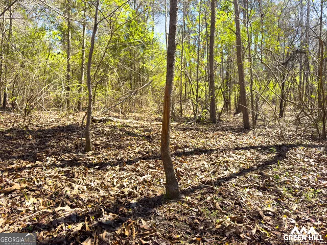 a view of a yard with plants and trees