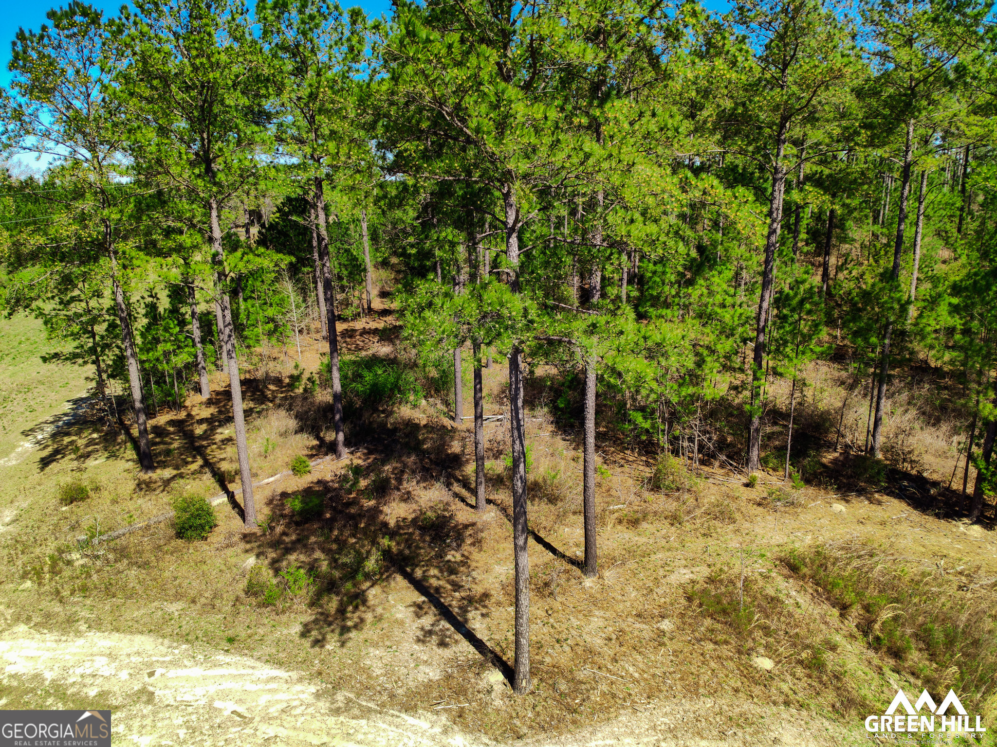0 Americus Highway Rupert, GA 31081 - Photo 8 of 40 a view of yard