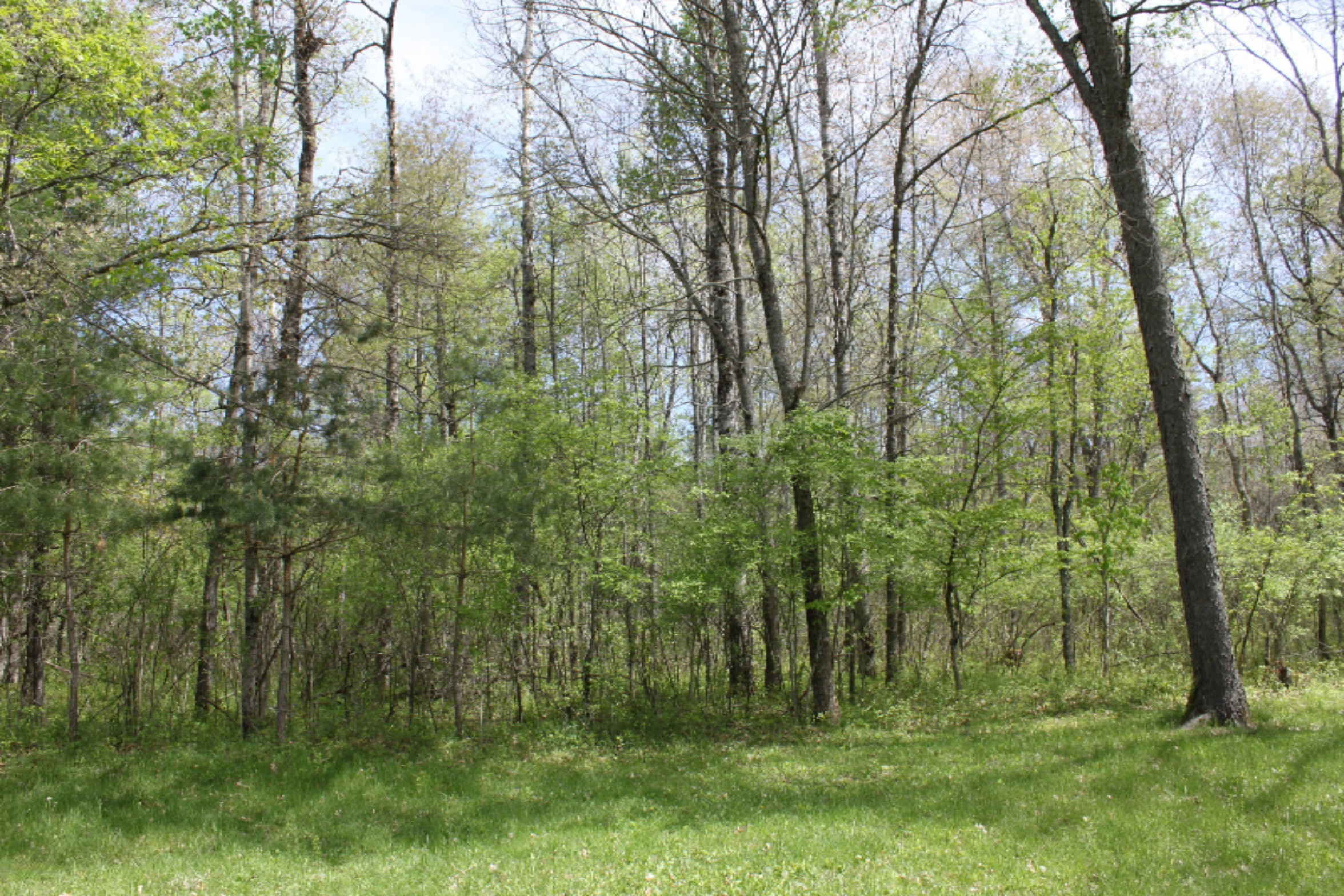 5596 North James Road Irons, MI 49644 - Photo 13 of 16 IMG_7619