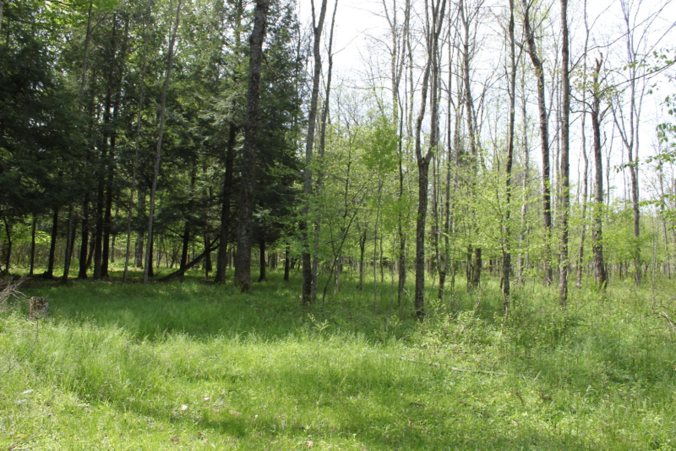 5596 North James Road Irons, MI 49644 - Photo 7 of 16 IMG_7613
