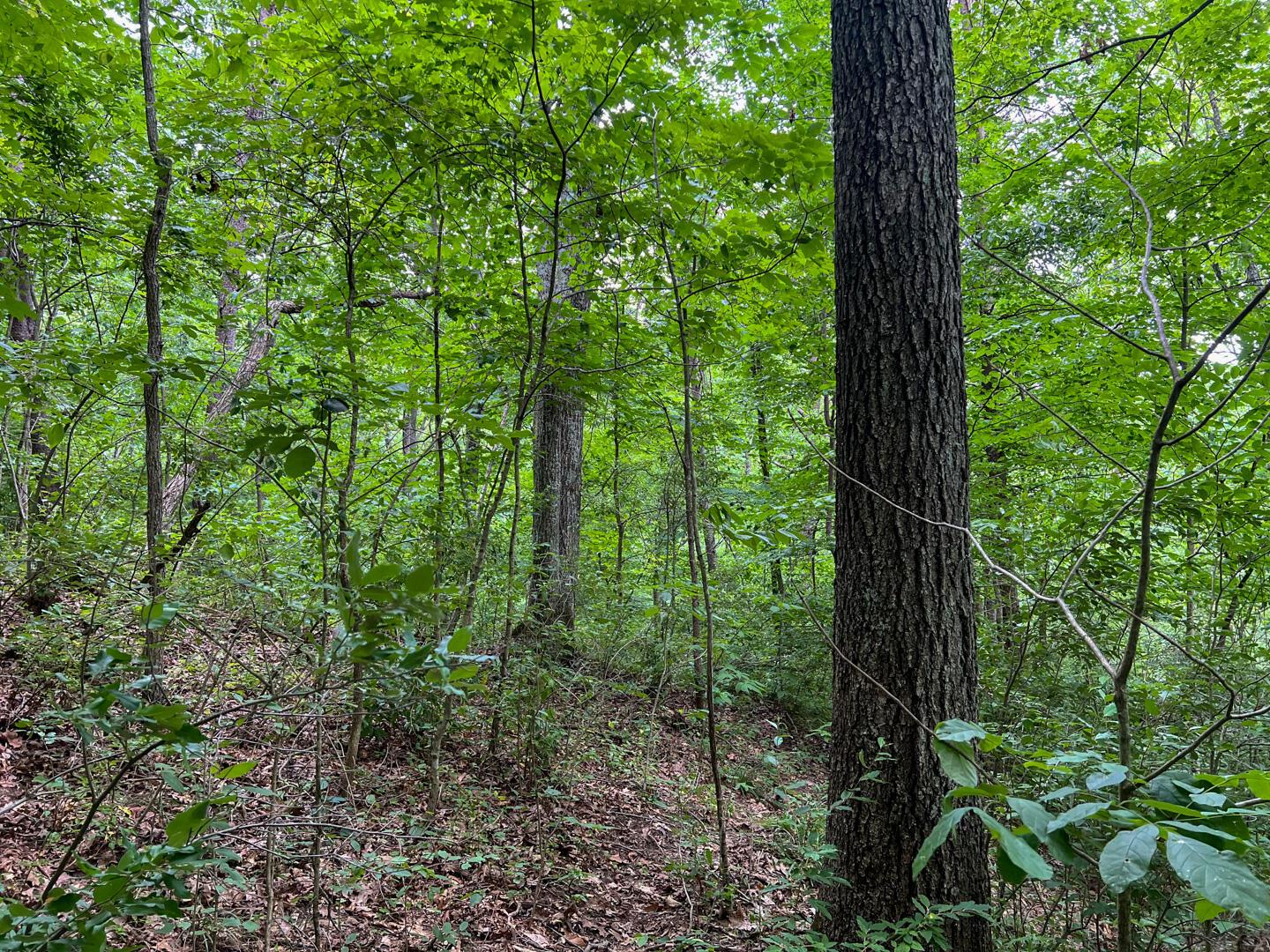 0 Rush Run Road Rayland, OH 43943 - Photo 24 of 24
