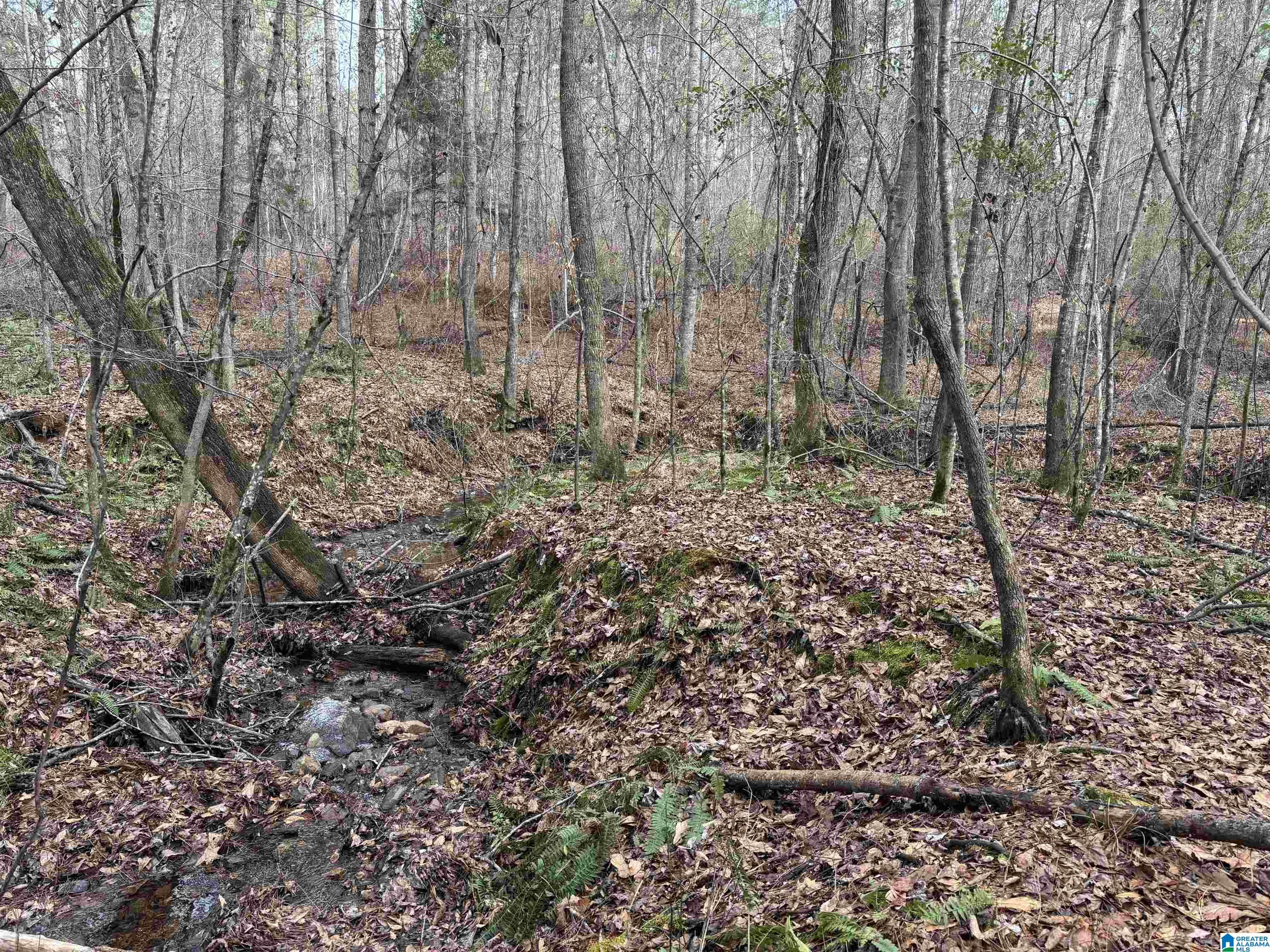 831 County Road, Unit TRACT 3 30± Wadley, AL 36276 - Photo 11 of 14