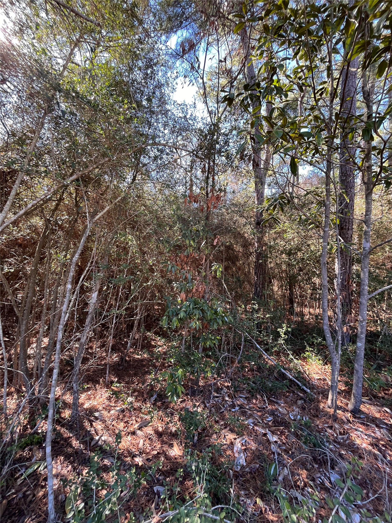 86 Coyote Run Willis, TX 77378 - Photo 17 of 23 a view of a large tree