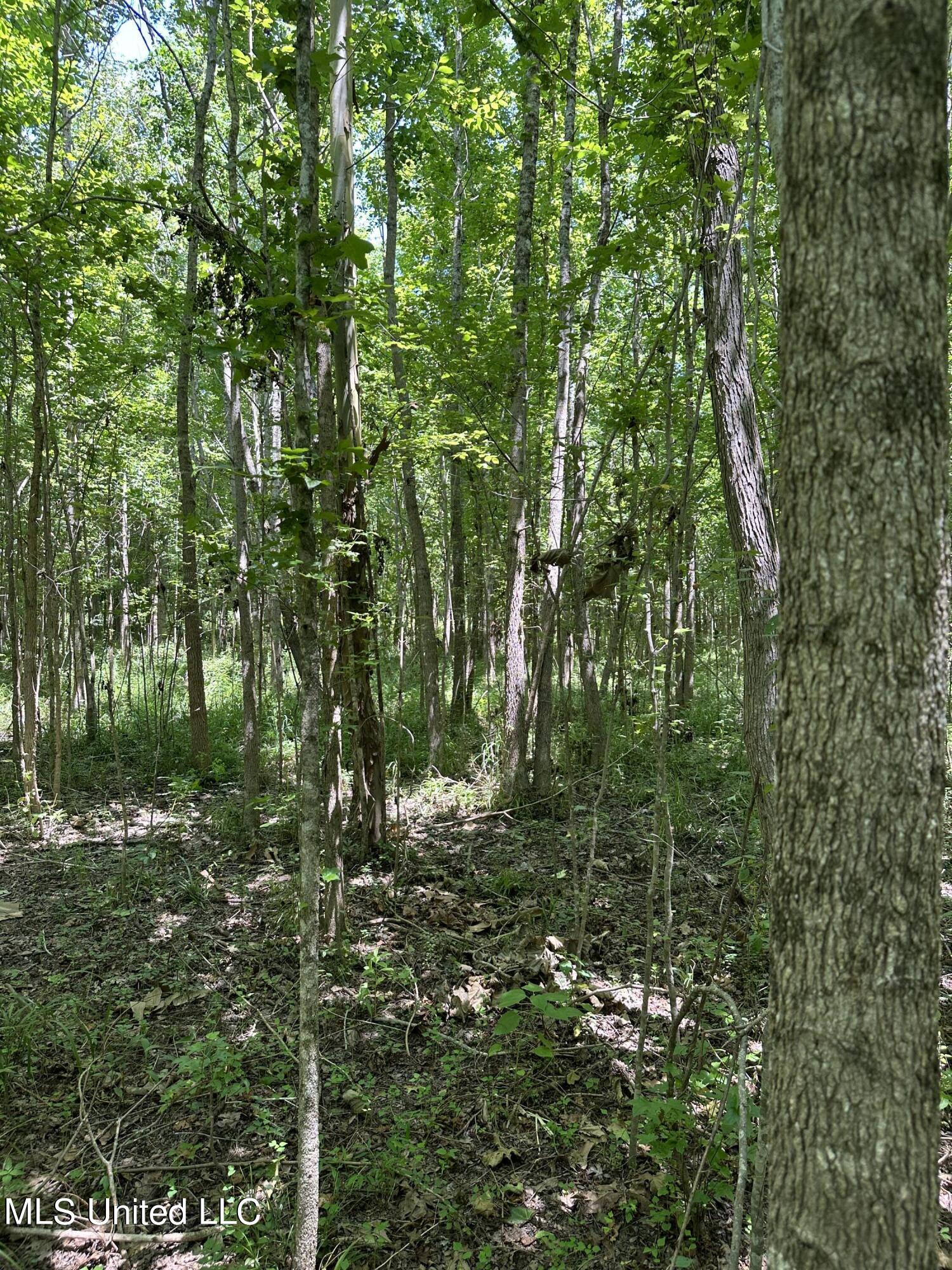 3 Springridge Road Raymond, MS 39154 - Photo 10 of 12 Hardwoods