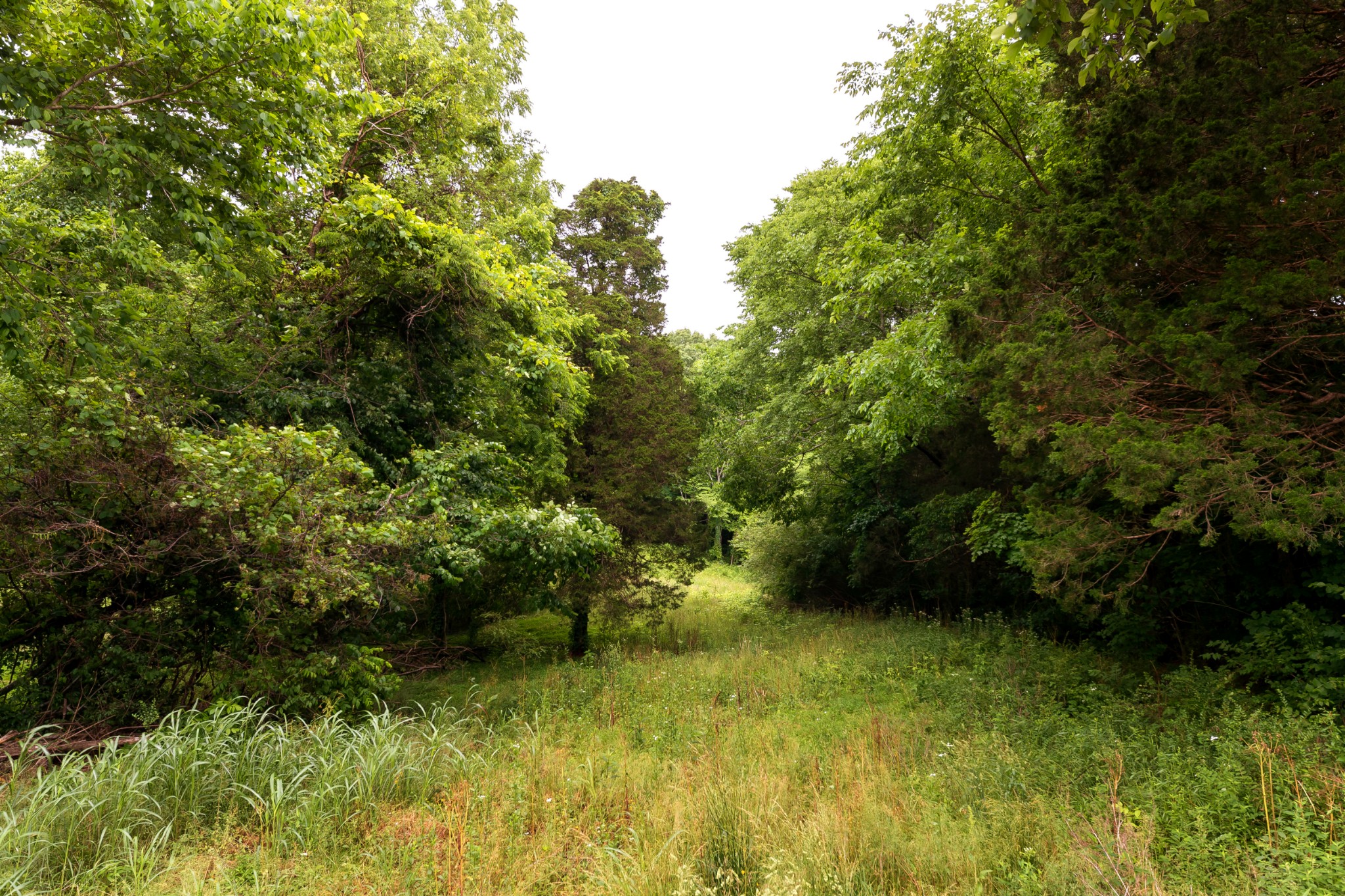 1265 Iron Bridge Road Columbia, TN 38401 - Photo 32 of 34 a view of a garden
