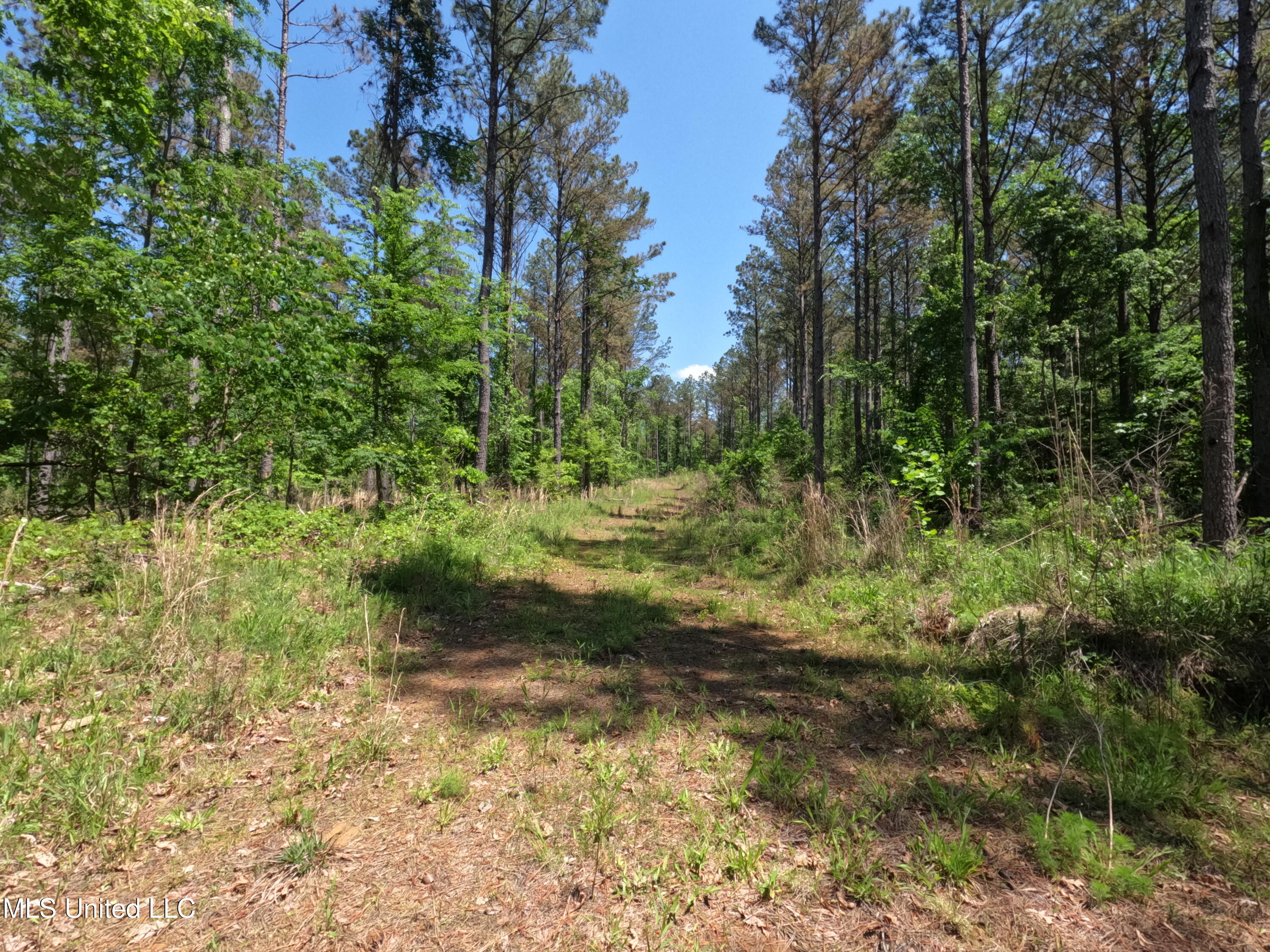 409 Cr Rienzi Ms 38865 Rienzi, MS 38865 - Photo 13 of 43 GOPR0176