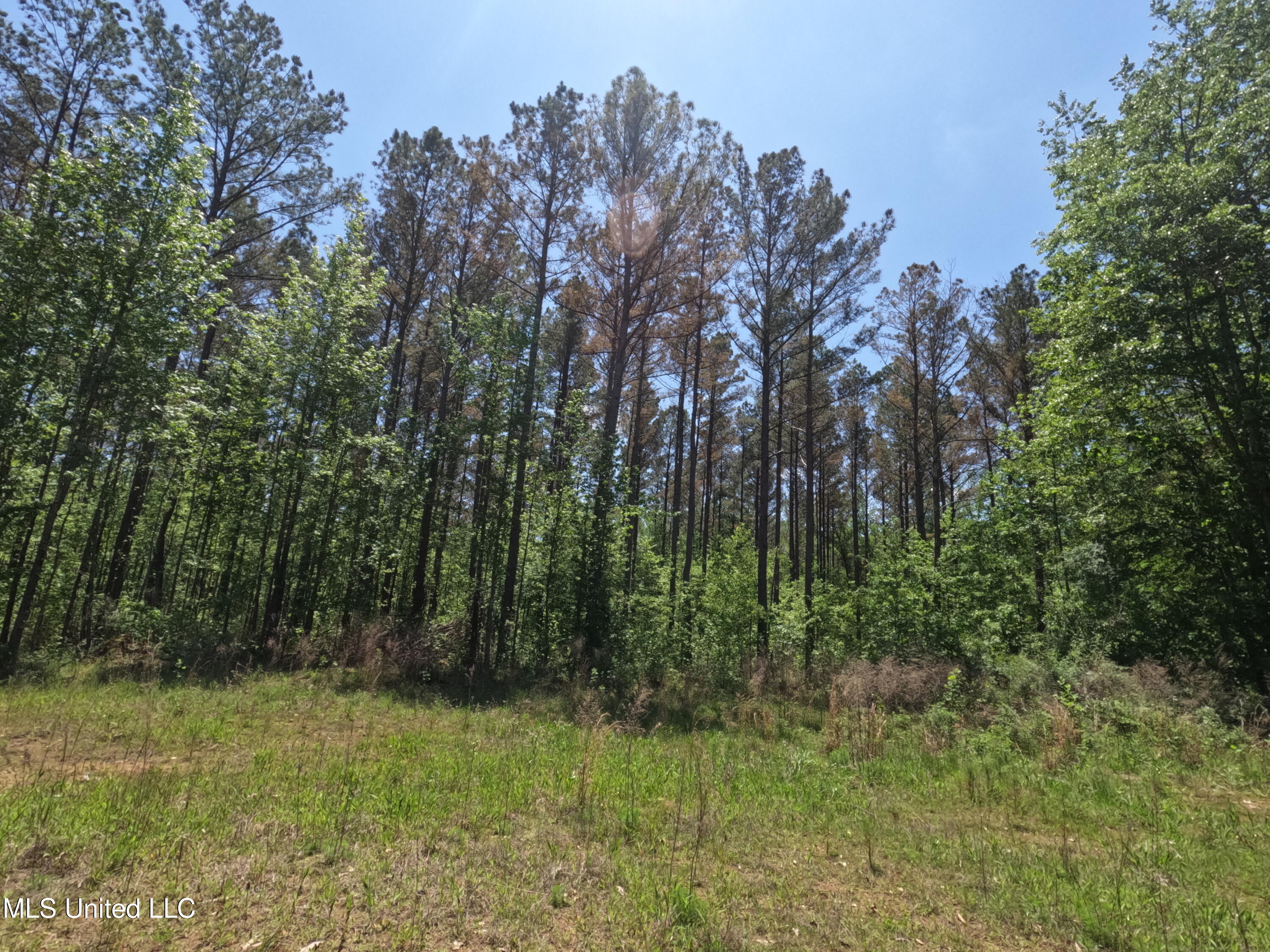 409 Cr Rienzi Ms 38865 Rienzi, MS 38865 - Photo 31 of 43 GOPR0194