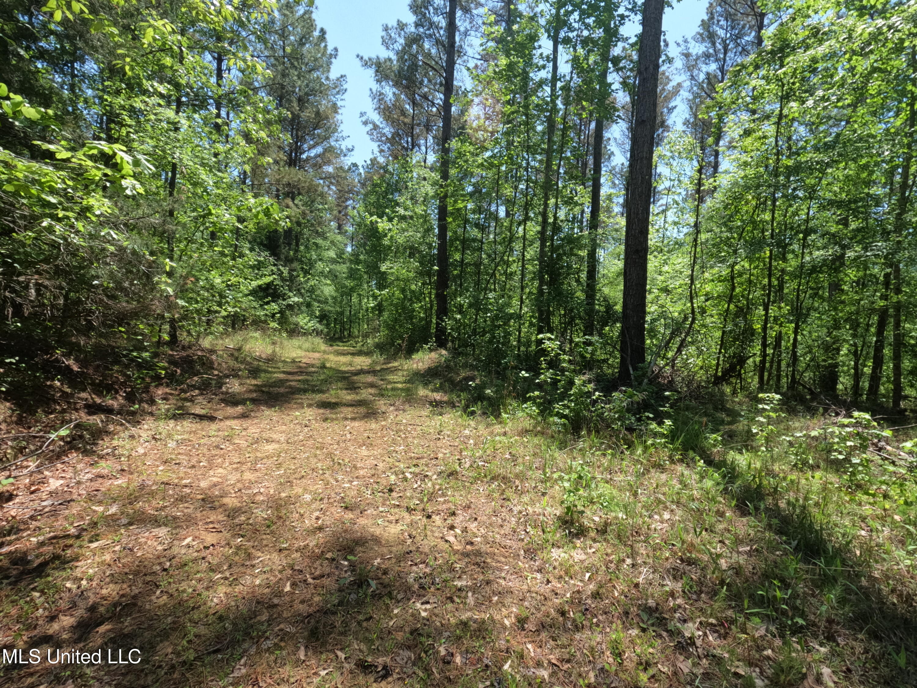 409 Cr Rienzi Ms 38865 Rienzi, MS 38865 - Photo 4 of 43 GOPR0179