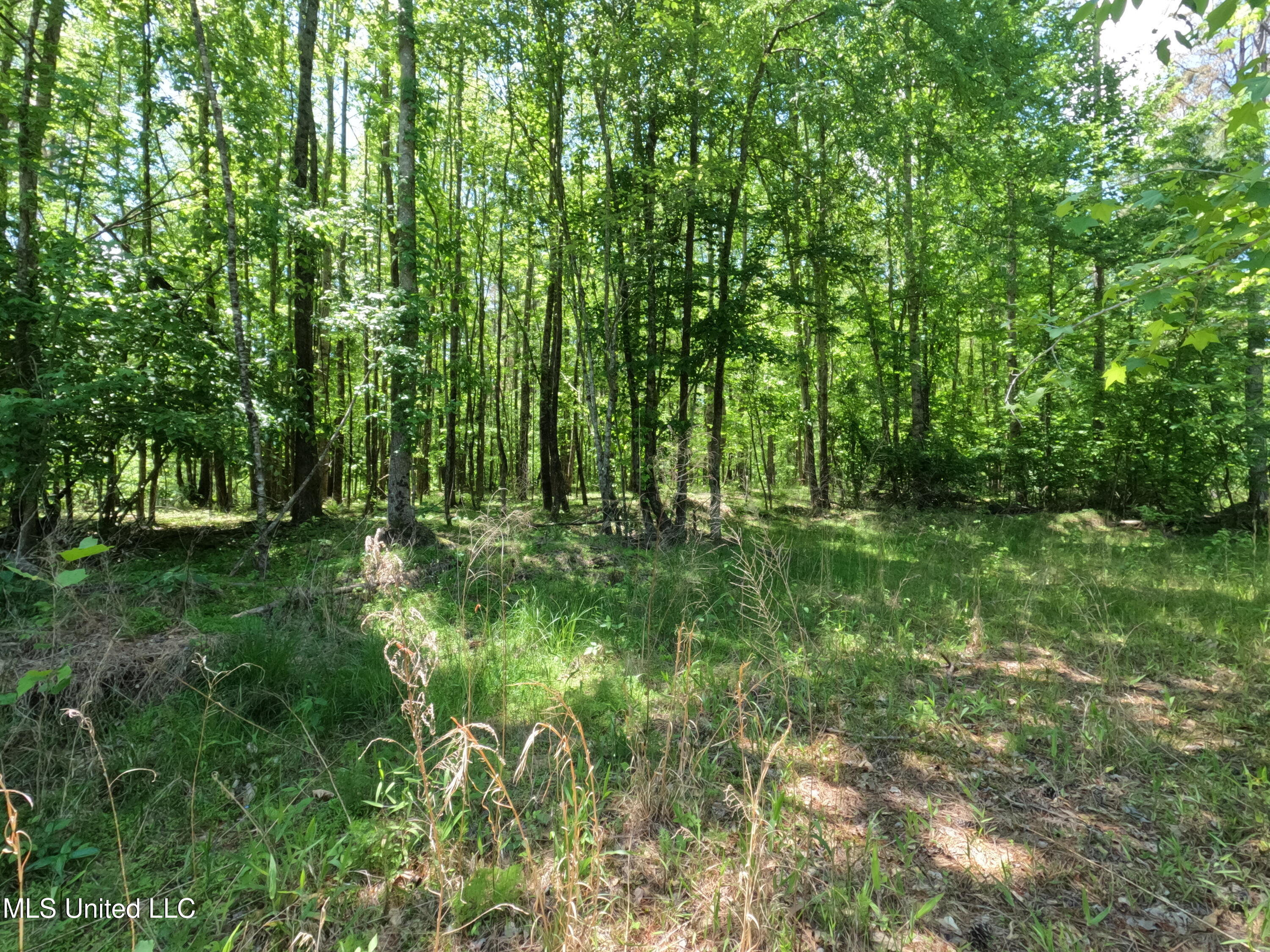 409 Cr Rienzi Ms 38865 Rienzi, MS 38865 - Photo 6 of 43 GOPR0193