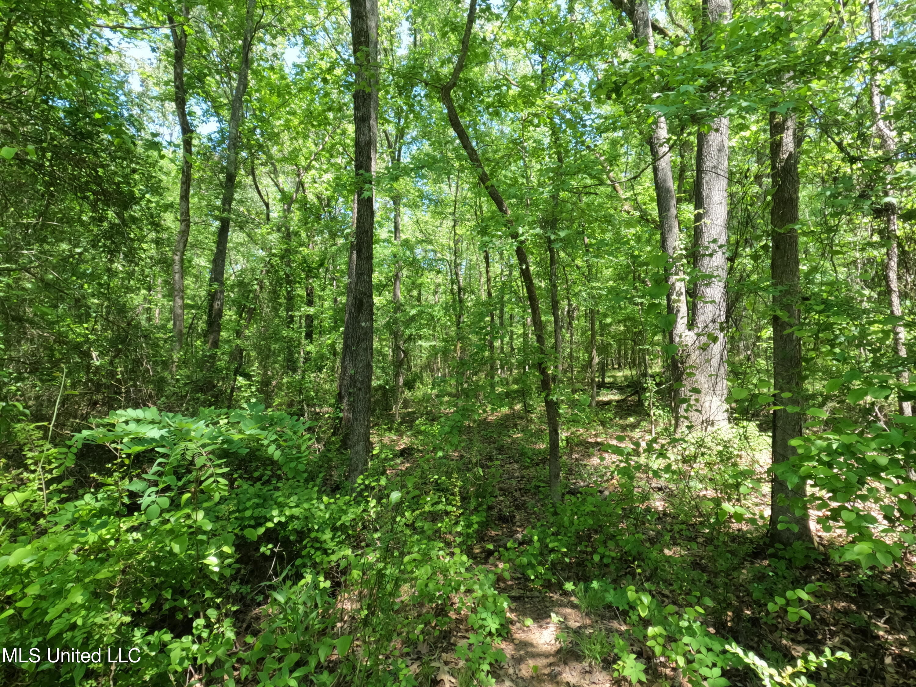 409 Cr Rienzi Ms 38865 Rienzi, MS 38865 - Photo 9 of 43 GOPR0164