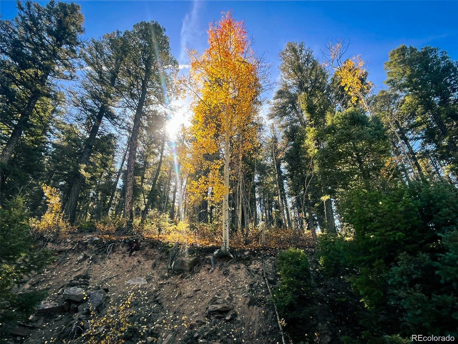 Lot 6187 Starkbeather Road San Luis, CO 81152 - Photo 13 of 18 a view of a yard with plants and trees