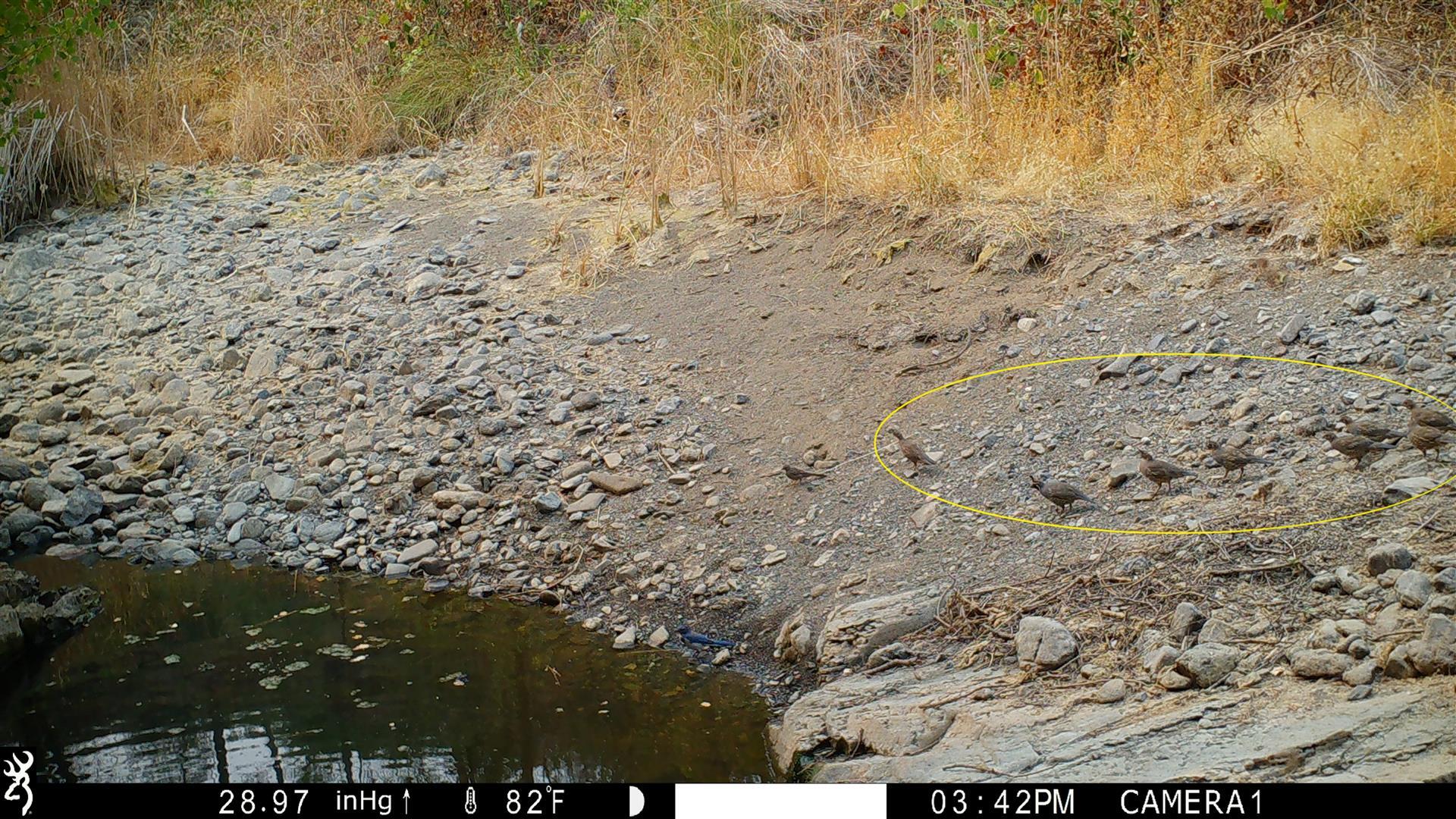 Lot 229 Yolla Bolly Road Igo, CA 96047 - Photo 50 of 66 IMG_2895