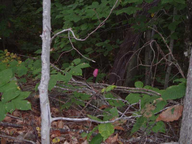 356 Ridge School Road Liberty, ME 04949 - Photo 11 of 12 Land.