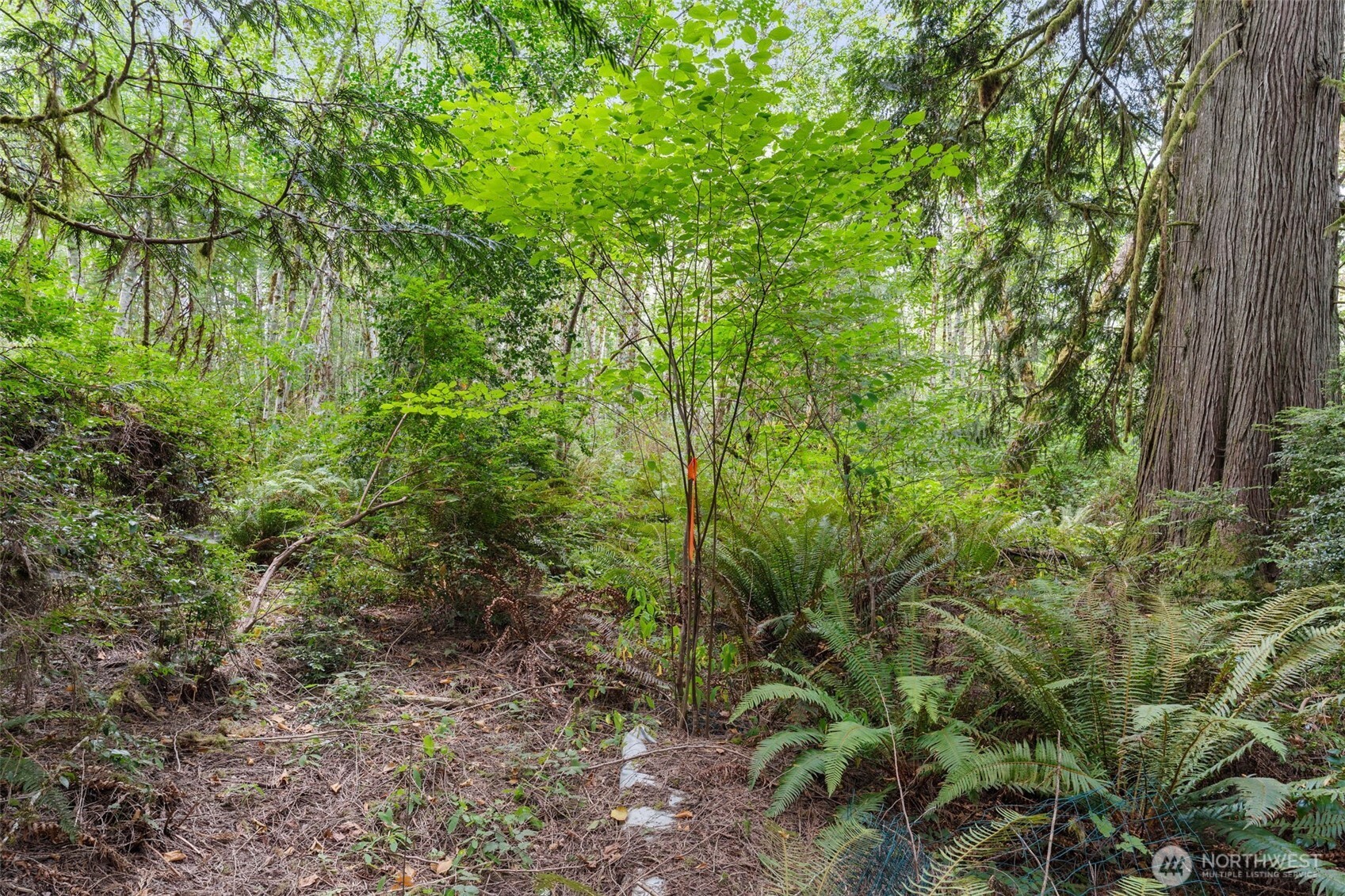 0 East Lombard Road North Grapeview, WA 98546 - Photo 27 of 32 Gallery Image 27