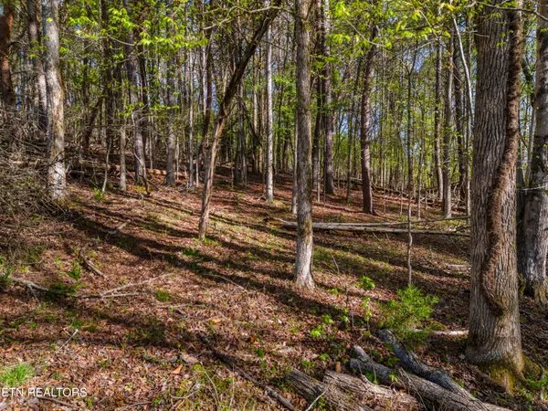 $34,900 | Lot 13 Back Nine Drive, Baneberry, TN 37890