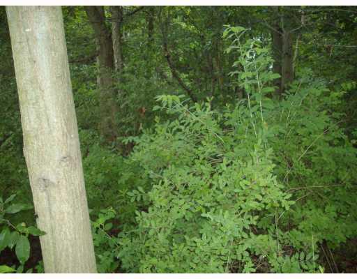 144 Mary Reed Road Economy, PA 15005 - Photo 8 of 12 Land/Lot. LOTS OF TALL TREES.