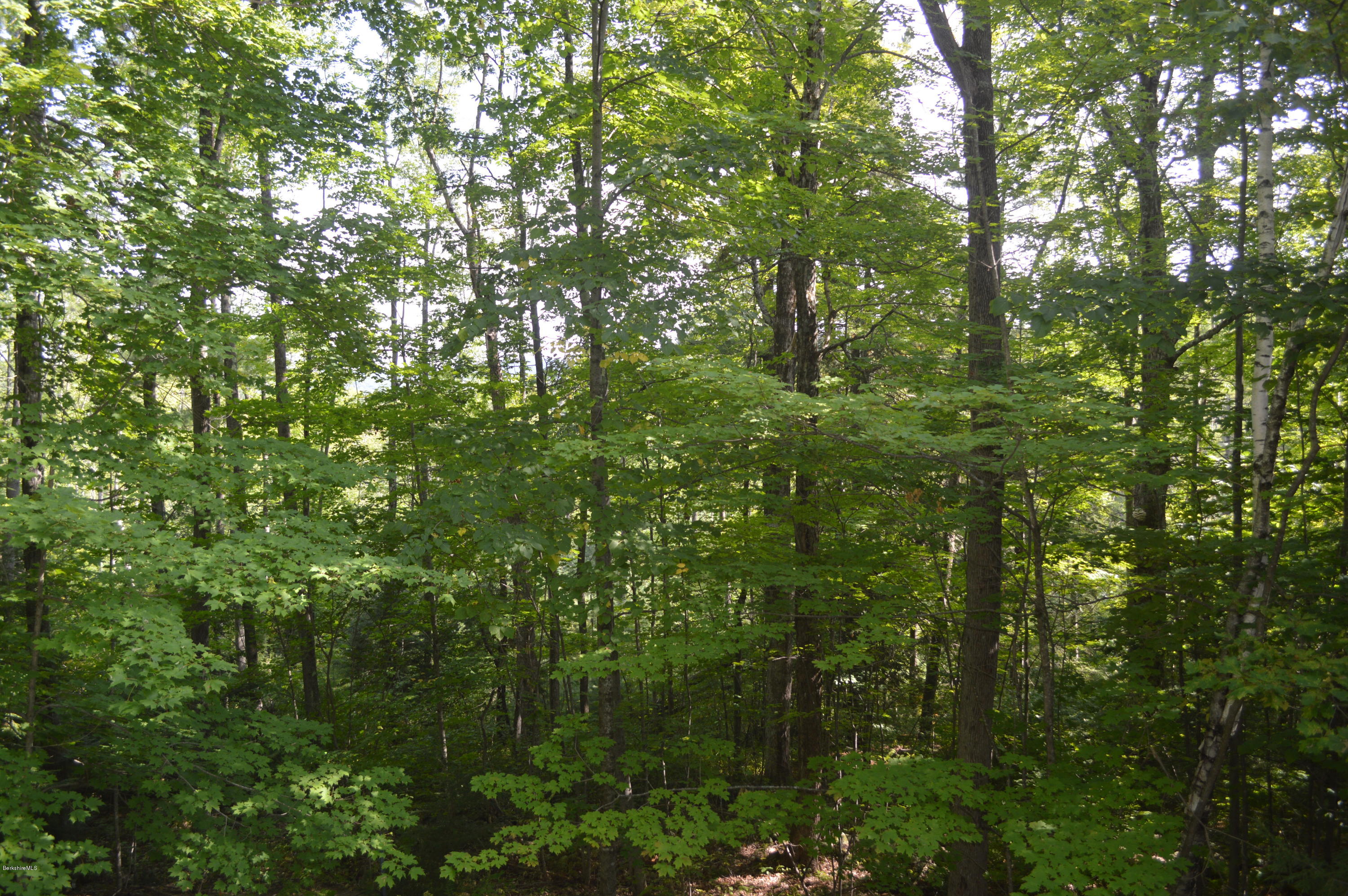 9 Mcdarby Road Tyringham, MA 01238 - Photo 14 of 15 a view of a lush green forest