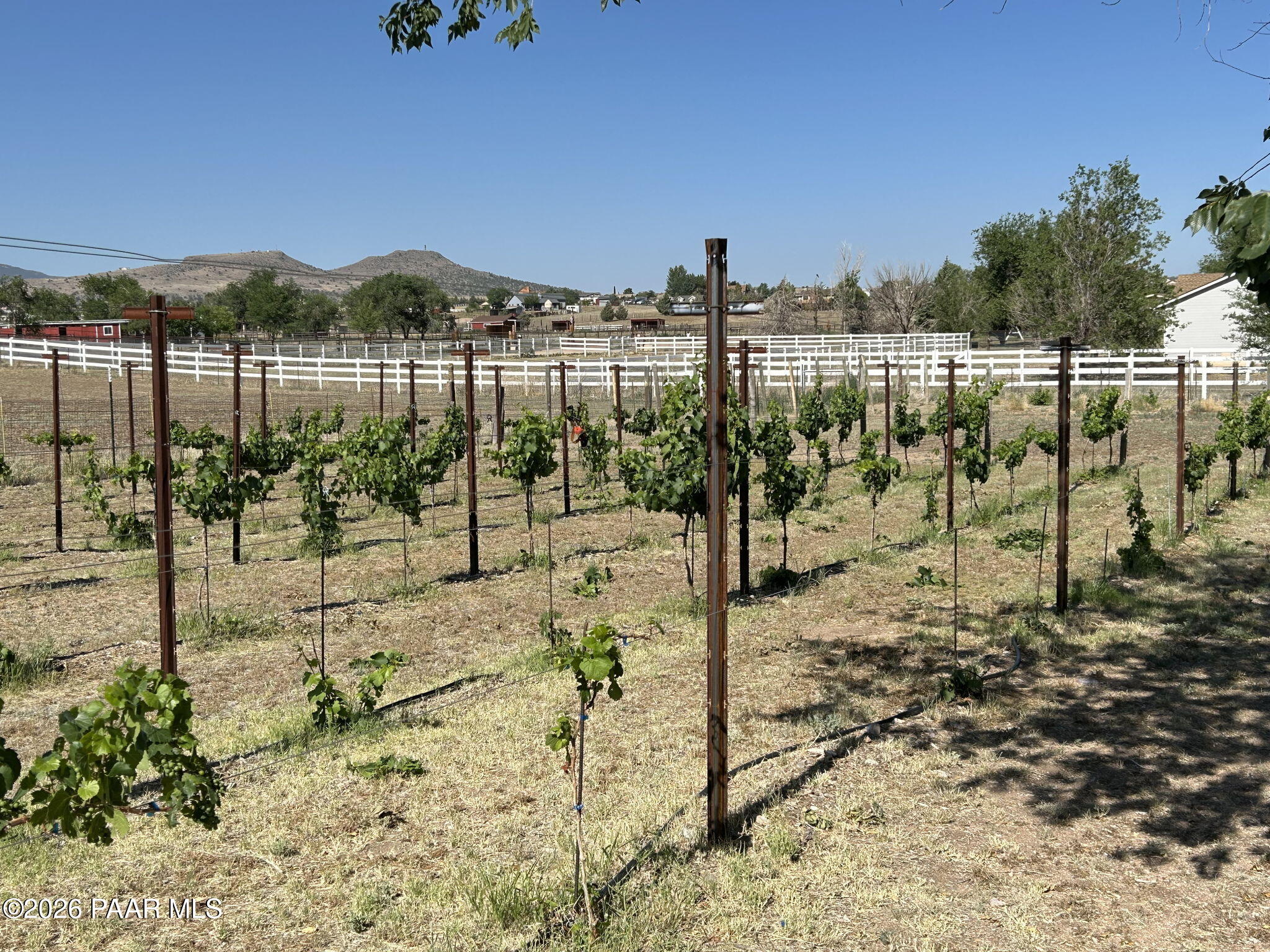 445 South Bella Road Chino Valley, AZ 86323 - Photo 4 of 42 Vineyard