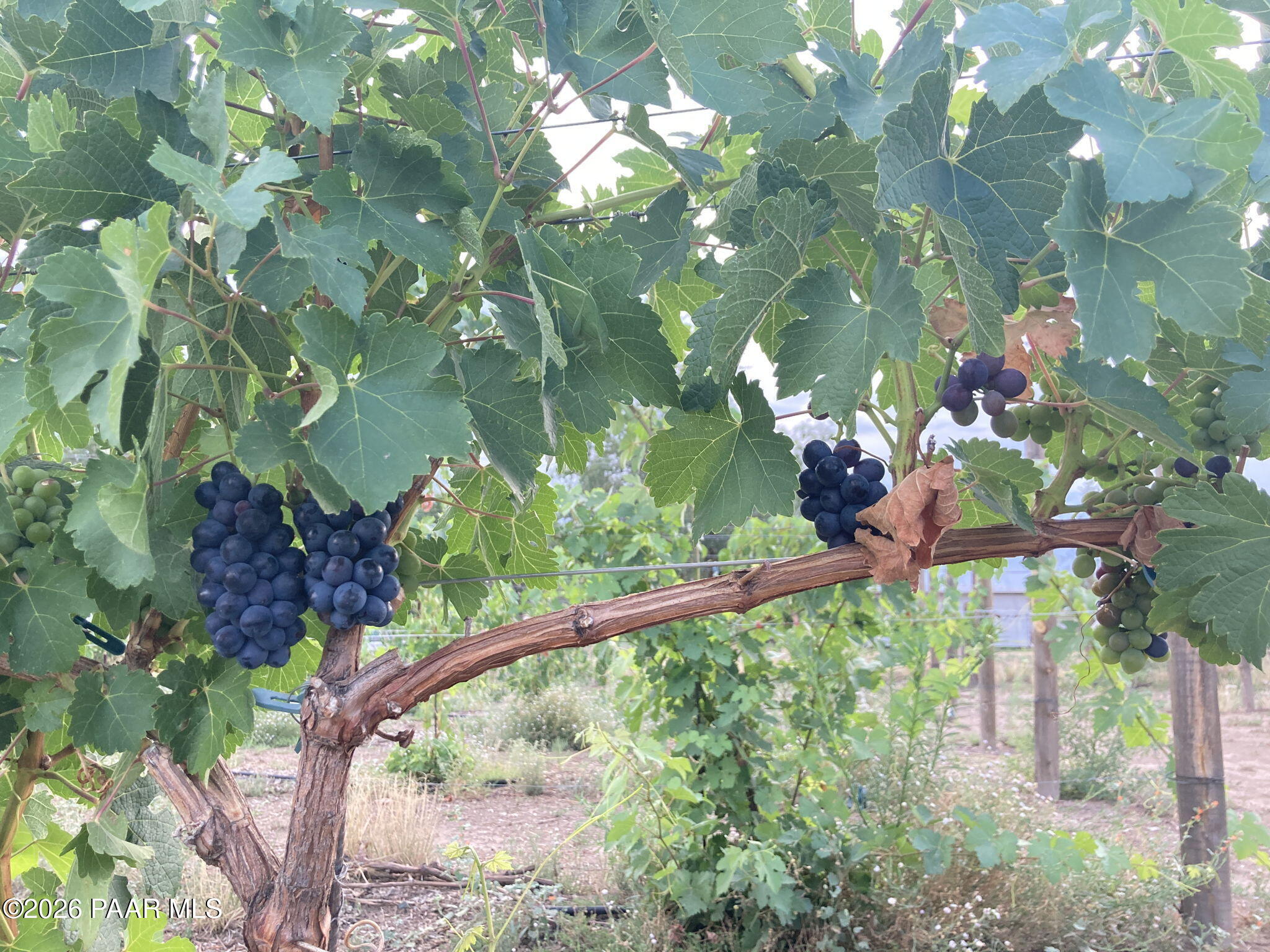 445 South Bella Road Chino Valley, AZ 86323 - Photo 5 of 42 42-Vineyard