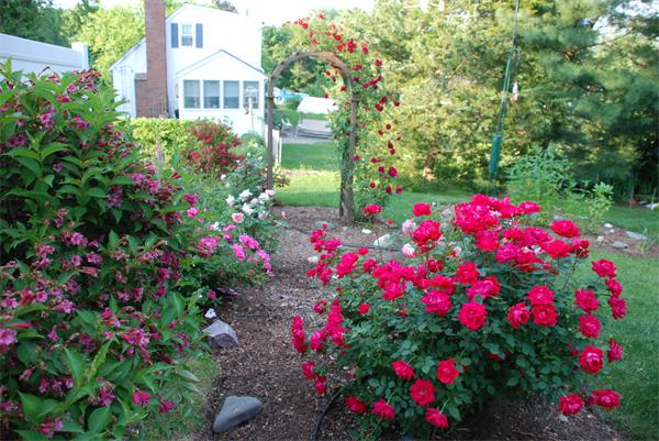 195 North Road Chelmsford, MA 01824 - Photo 17 of 17 a view of a flower in a garden