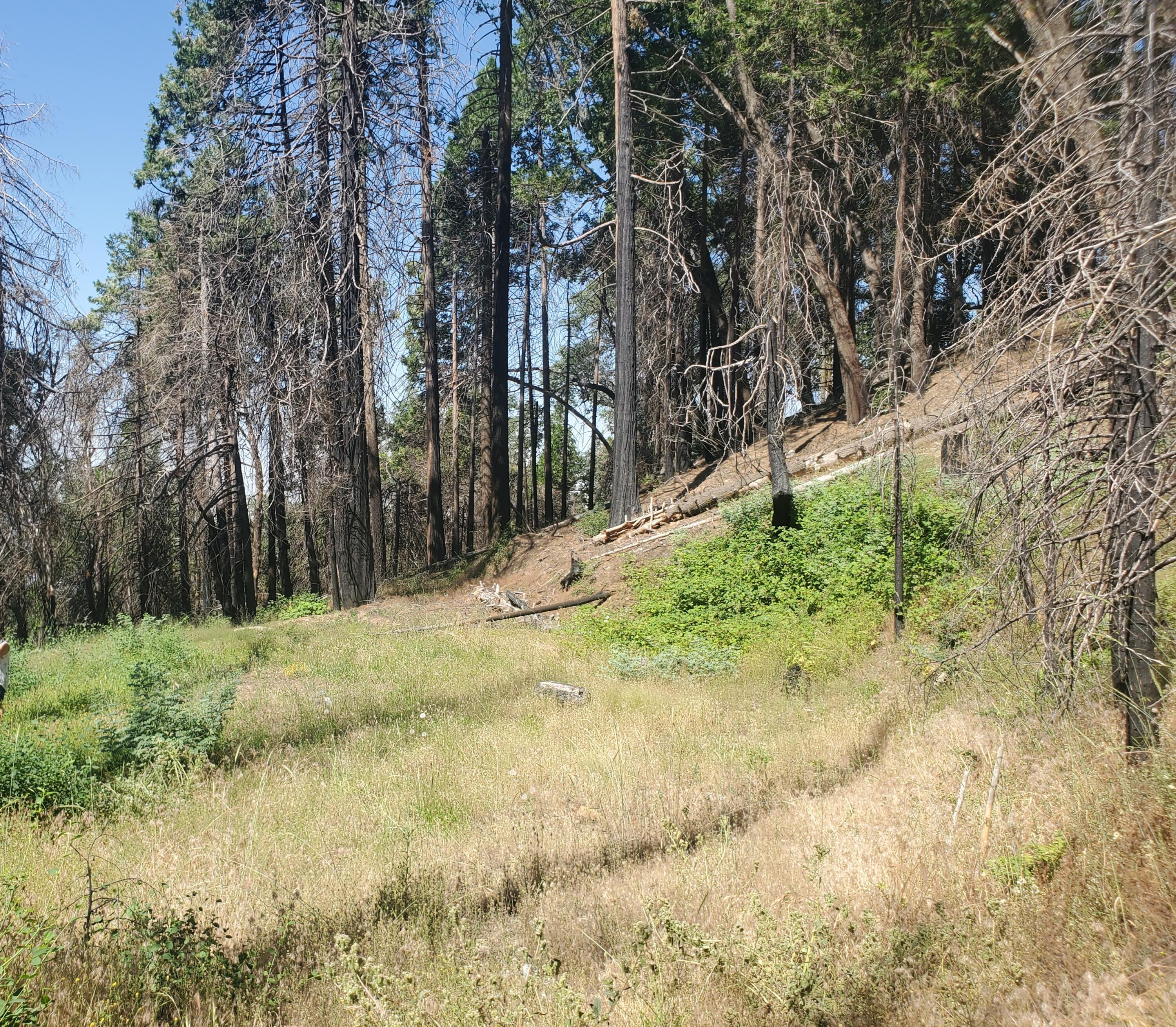51955 Balch Park Road Springville, CA 93265 - Photo 7 of 21 20230718_103320