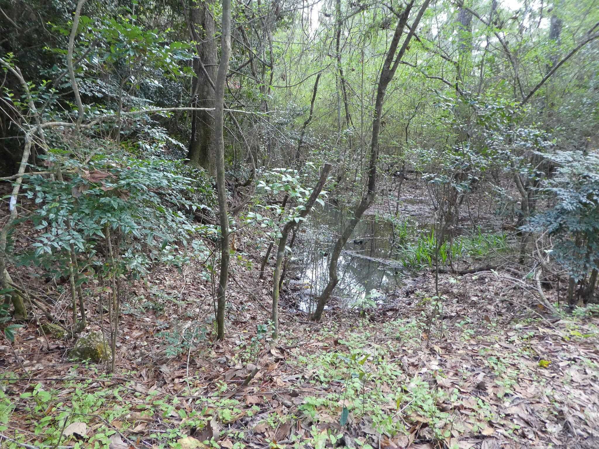 Xxx Thomasville Road Tallahassee, FL 32312 - Photo 13 of 45