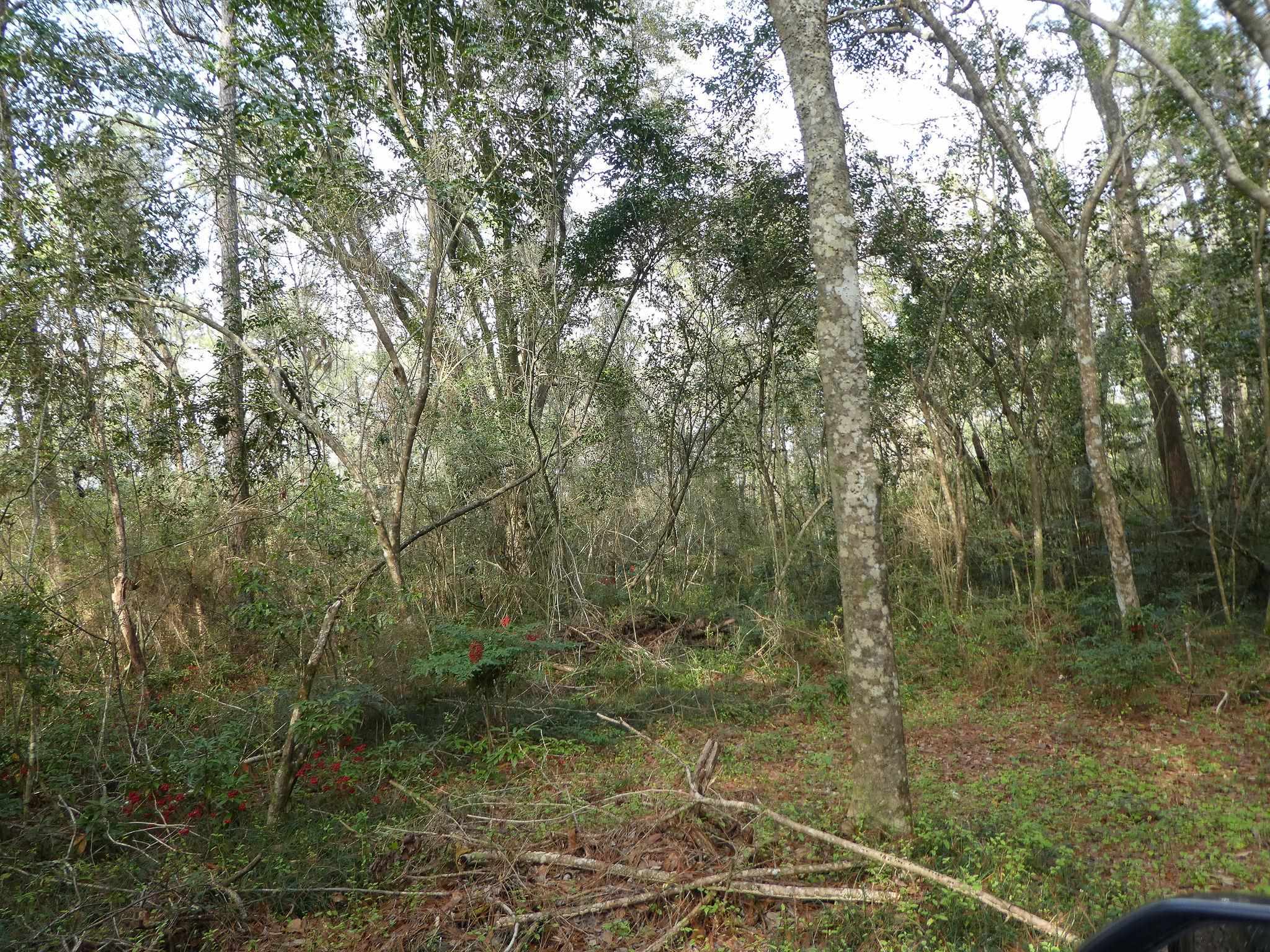 Xxx Thomasville Road Tallahassee, FL 32312 - Photo 15 of 45