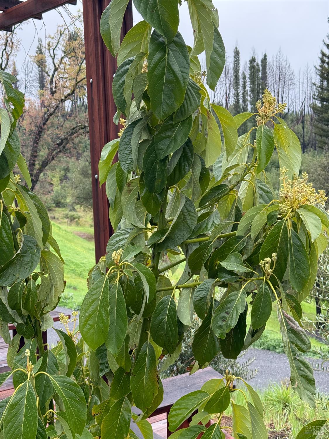 9451 Mill Creek Road Healdsburg, CA 95448 - Photo 52 of 60 Avocado tree